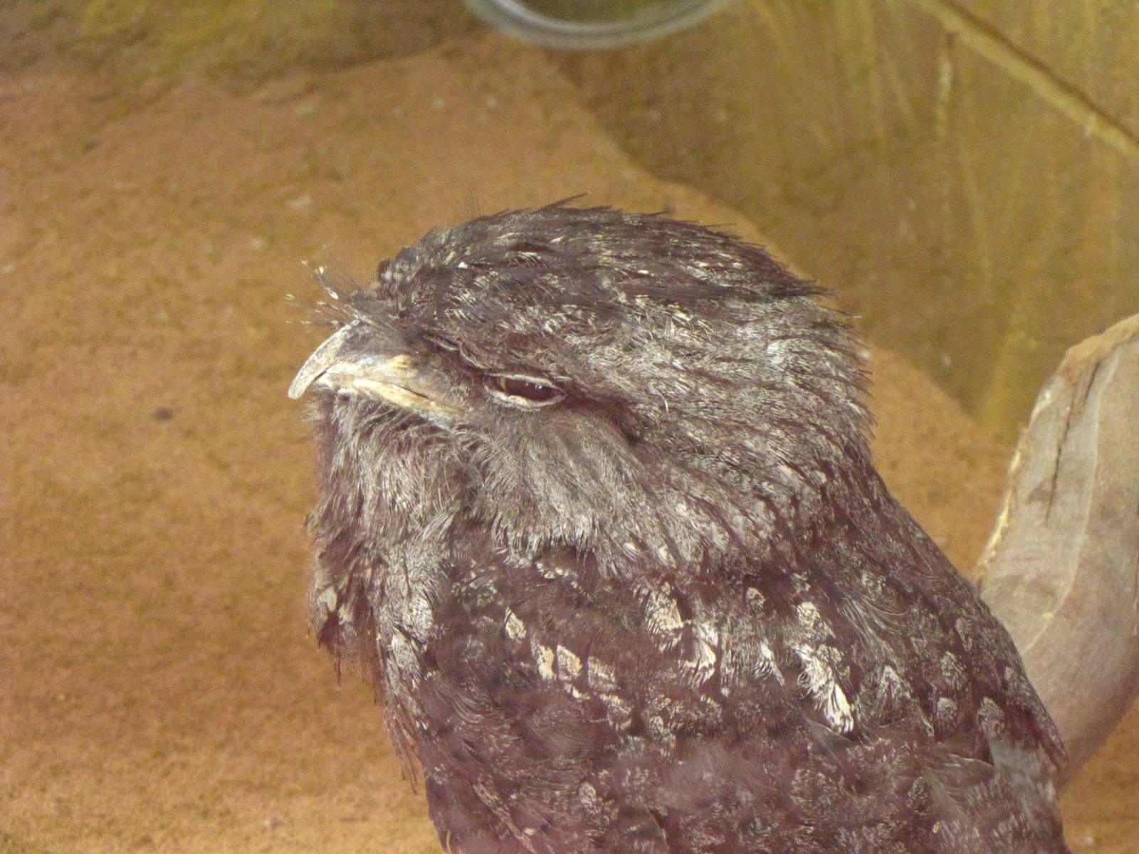 Tawny Frogmouth