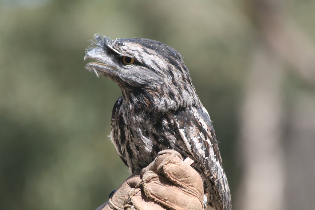 Tawny Frogmouth