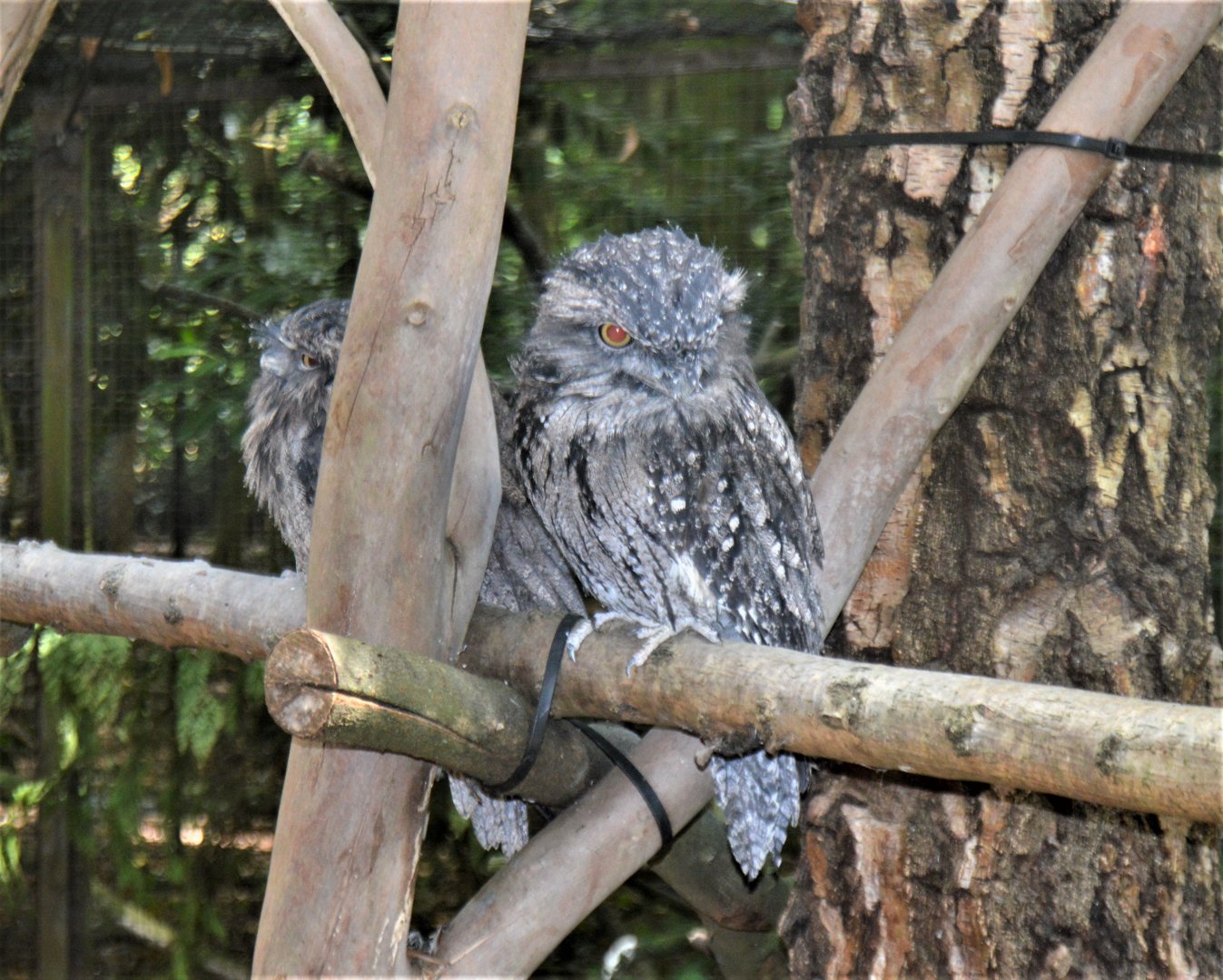 Tawny Frogmouth2