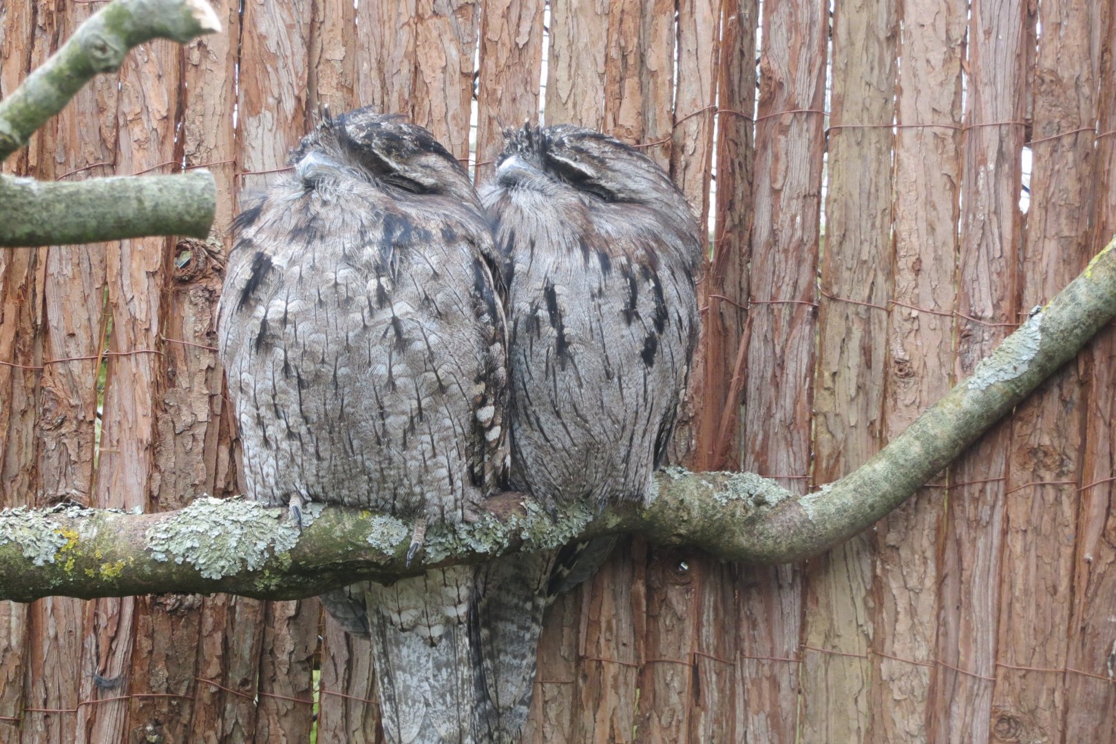 Tawny frogmouths 190219