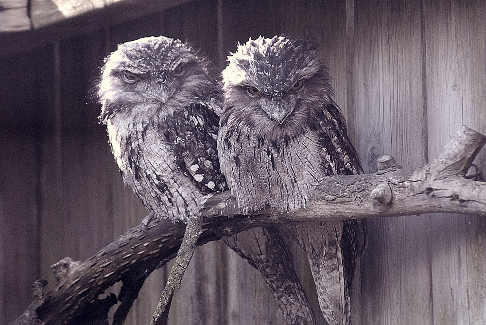 Tawny Frogmouths - Birdland 2024
