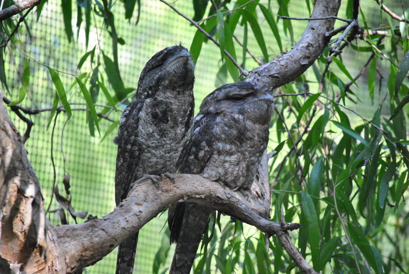 Tawny Frogmouths, Cairns Tropical Zoo, 2015