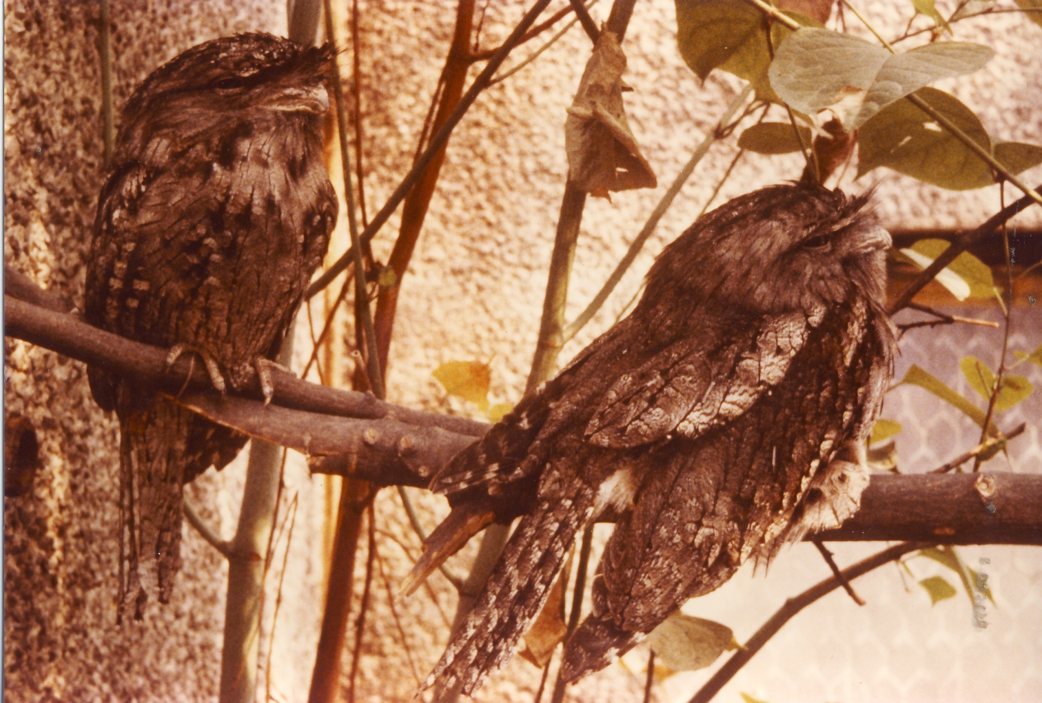 Tawny Frogmouths Chester Zoo 31 August 1983