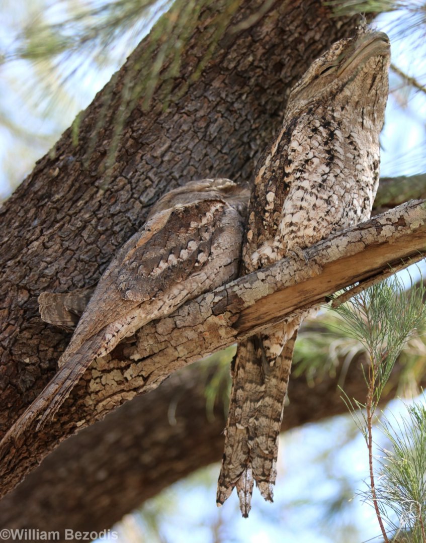 Tawny Frogmouths, Darwin