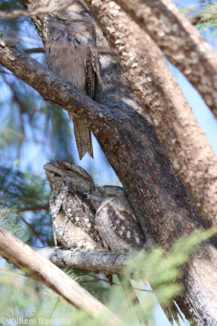 Tawny Frogmouths, Darwin