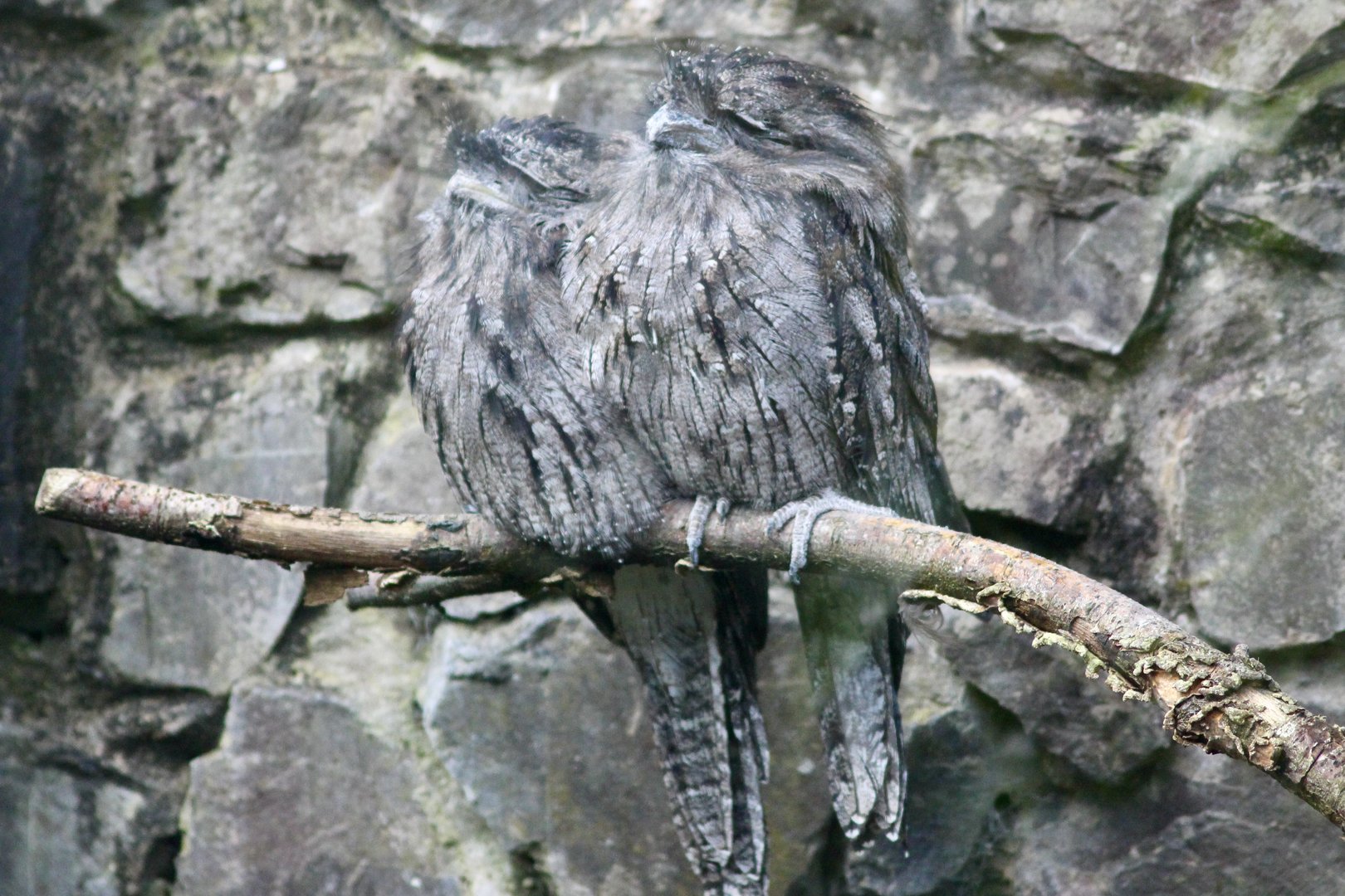 Tawny frogmouths (Podargus strigoides) at Belfast Zoo (25/08/2023)