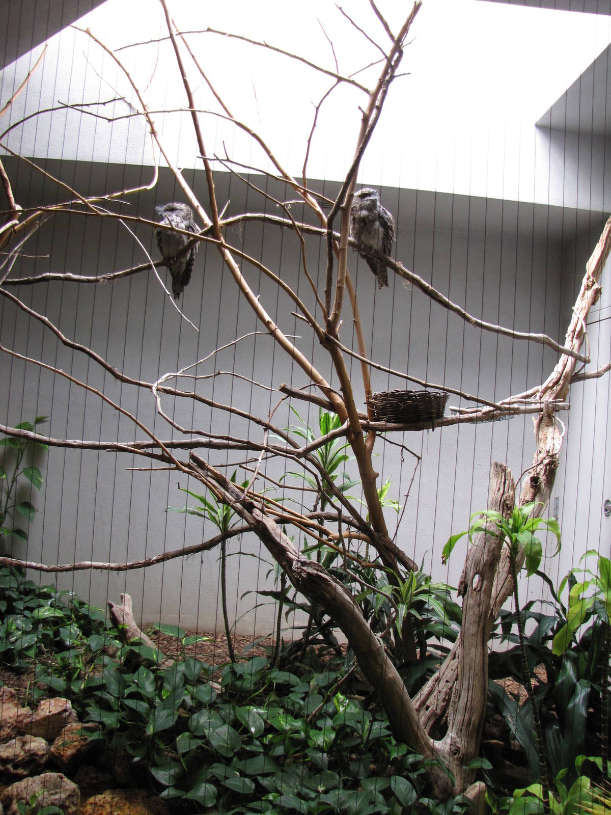 Tawny Frogmouths