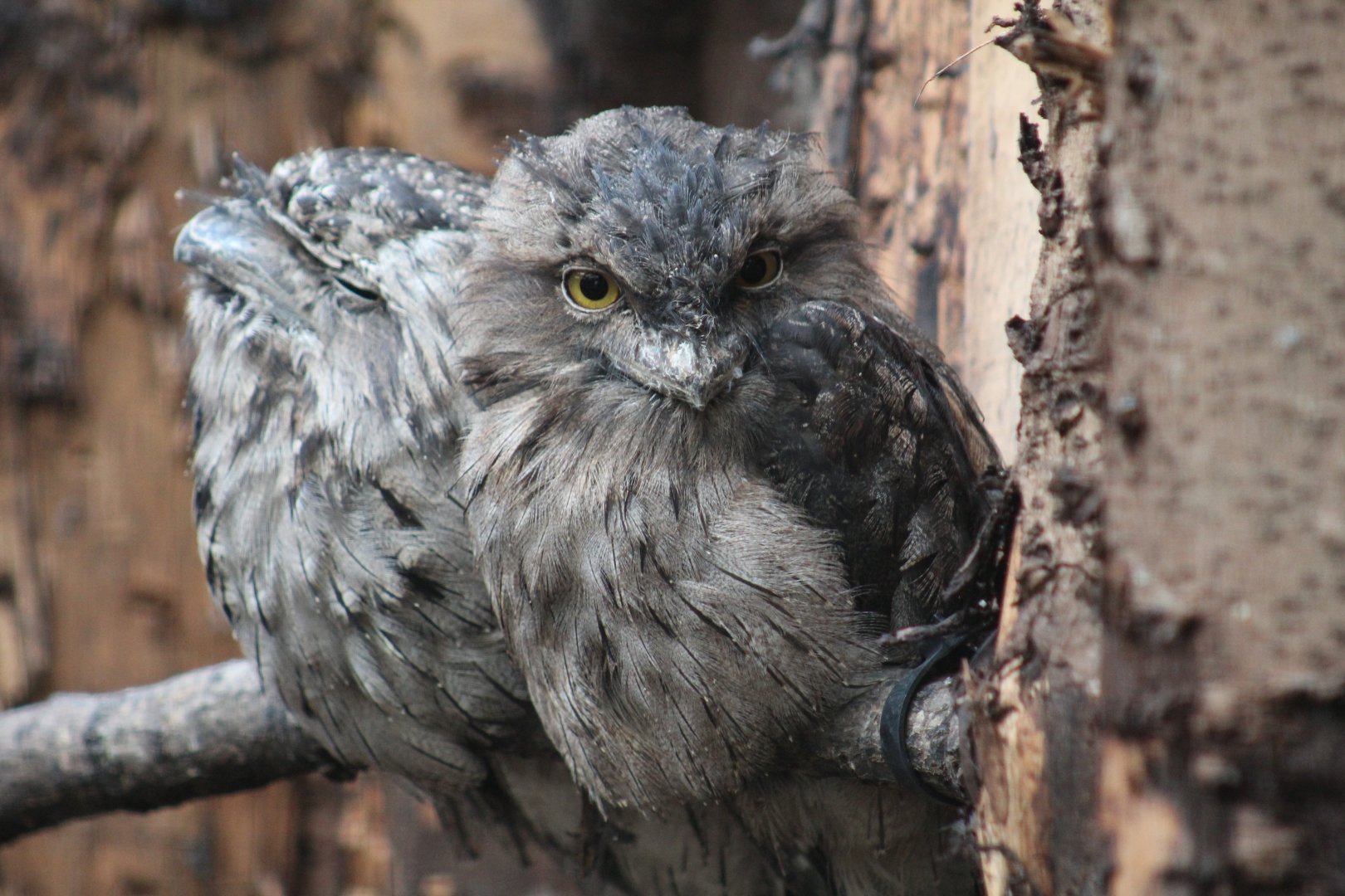 Tawny Frogmouths