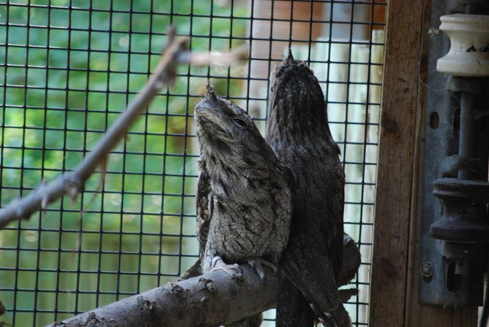 Tawny Frogmouths