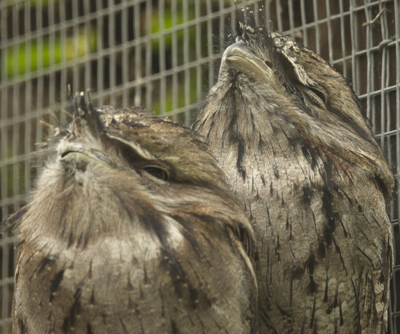 Tawny Frogmouths