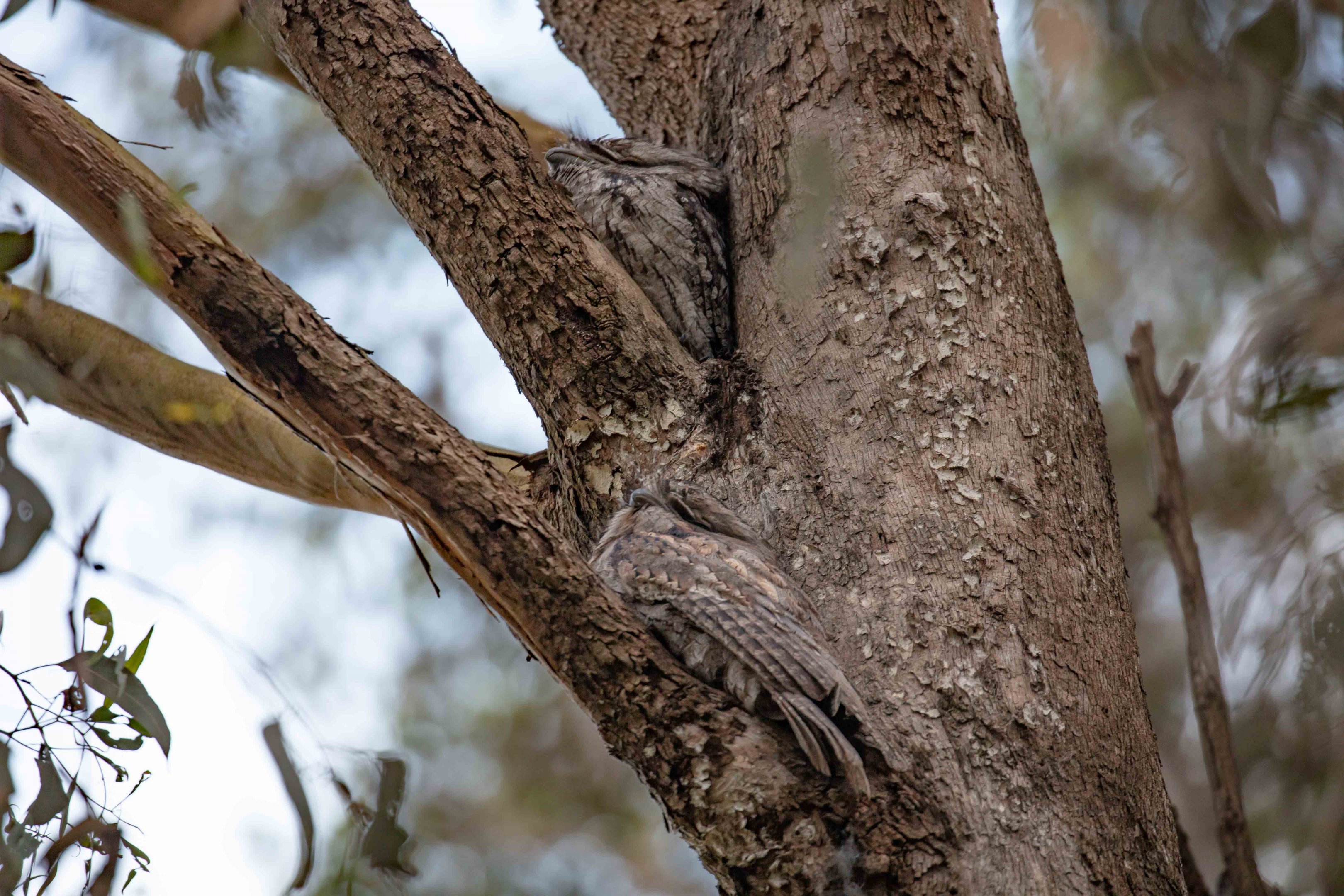 Tawny Frogmouths