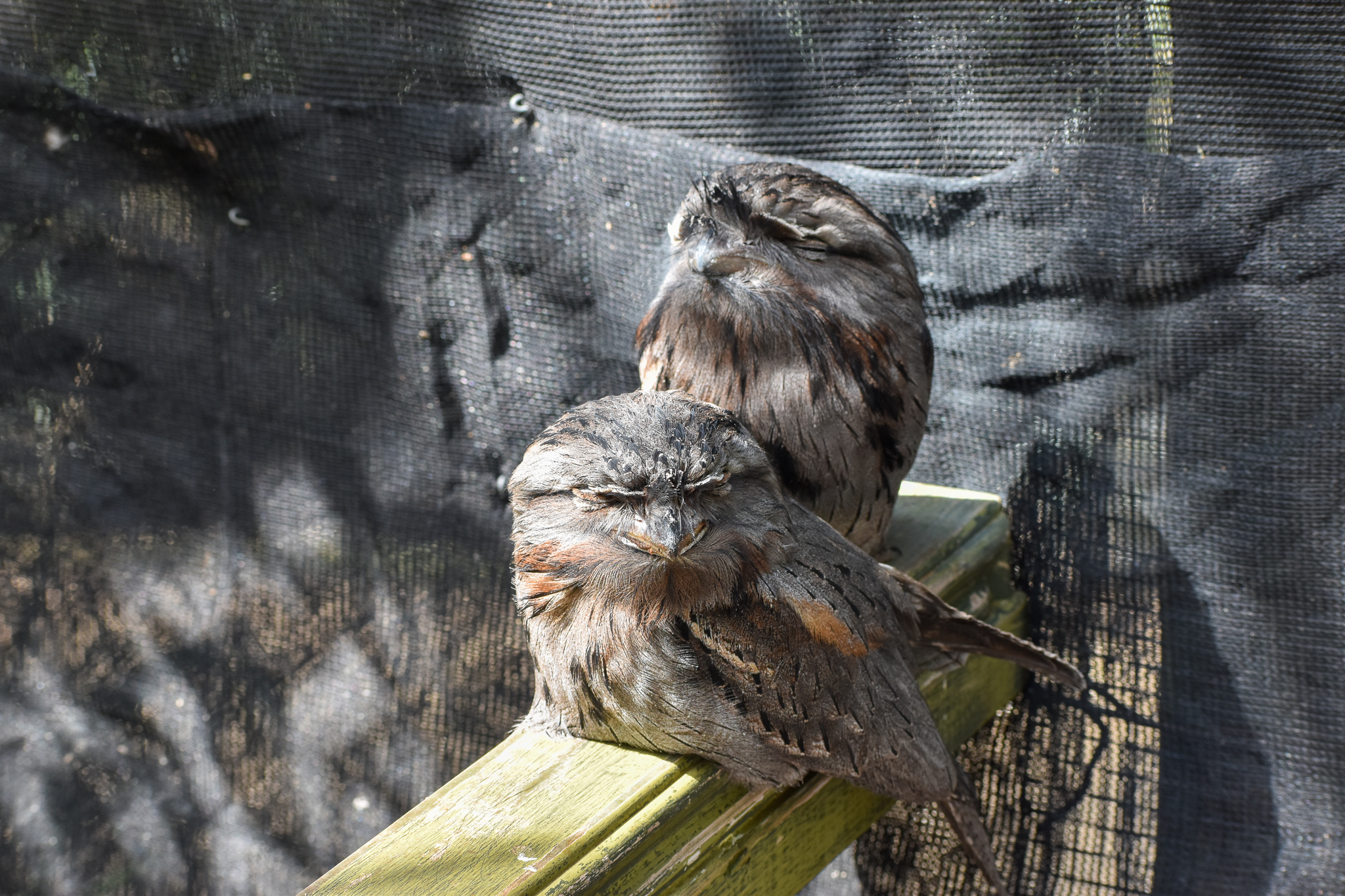 Tawny Frogmouths