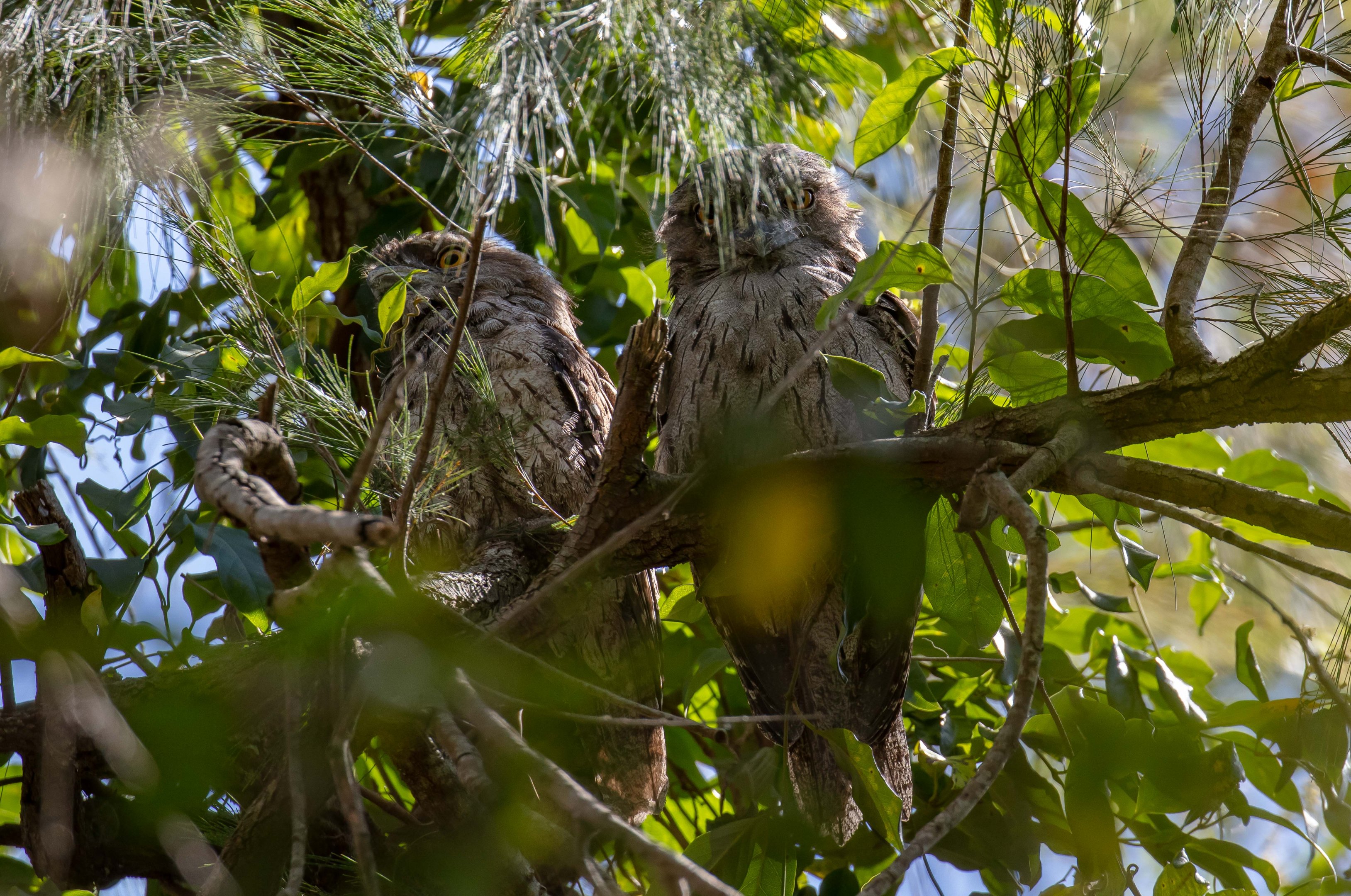 Tawny Frogmouths