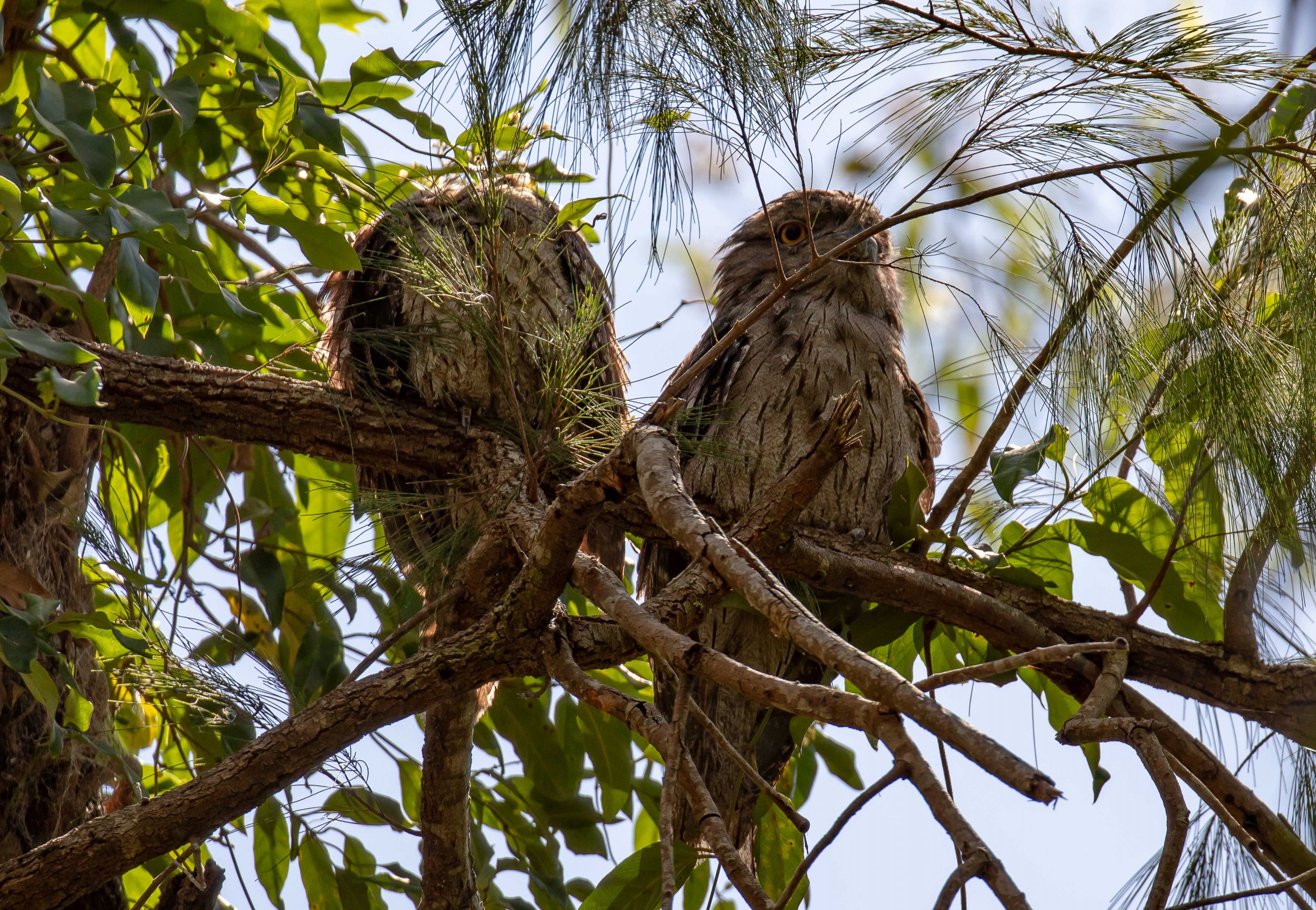 Tawny Frogmouths