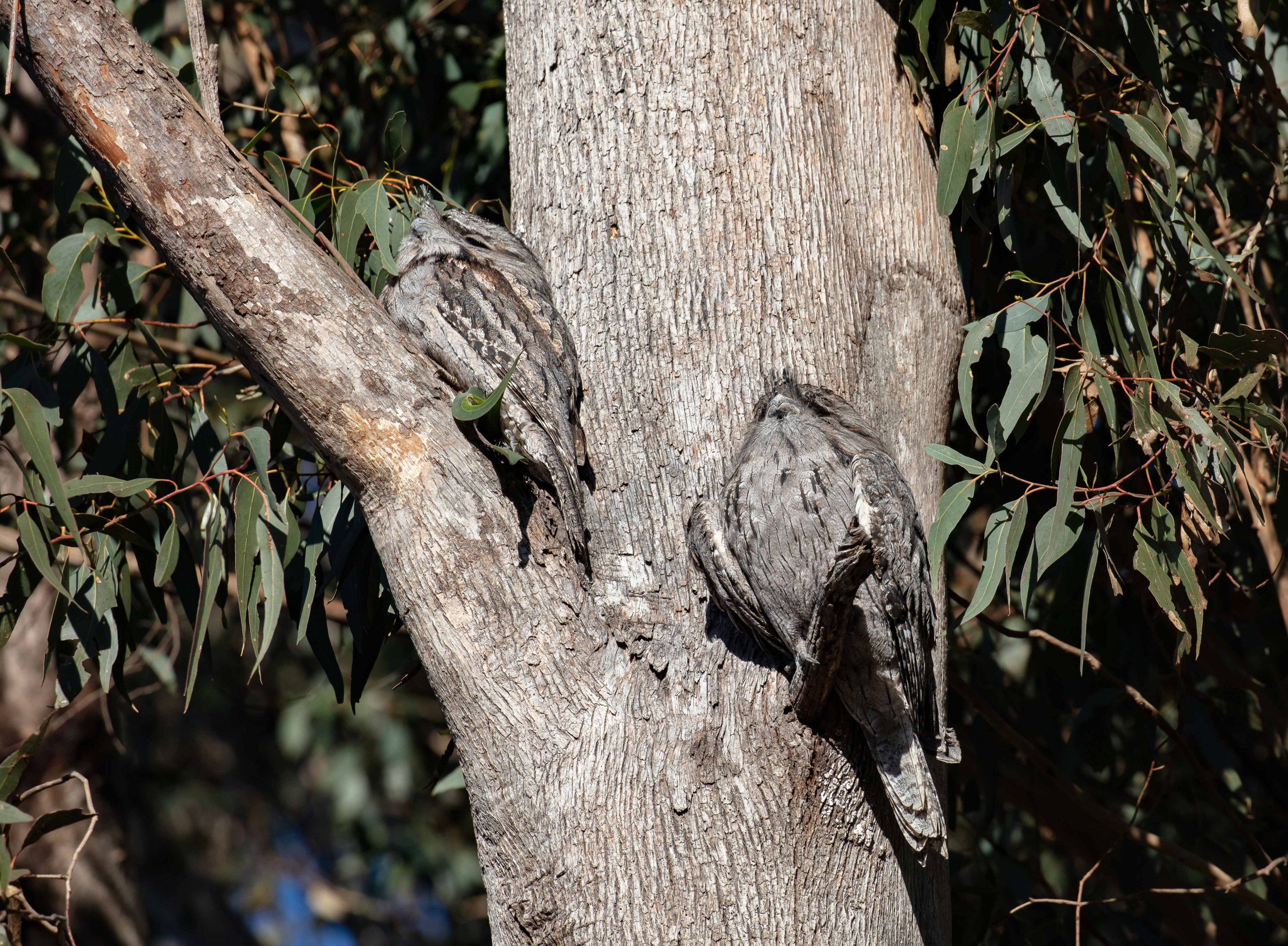 Tawny Frogmouths