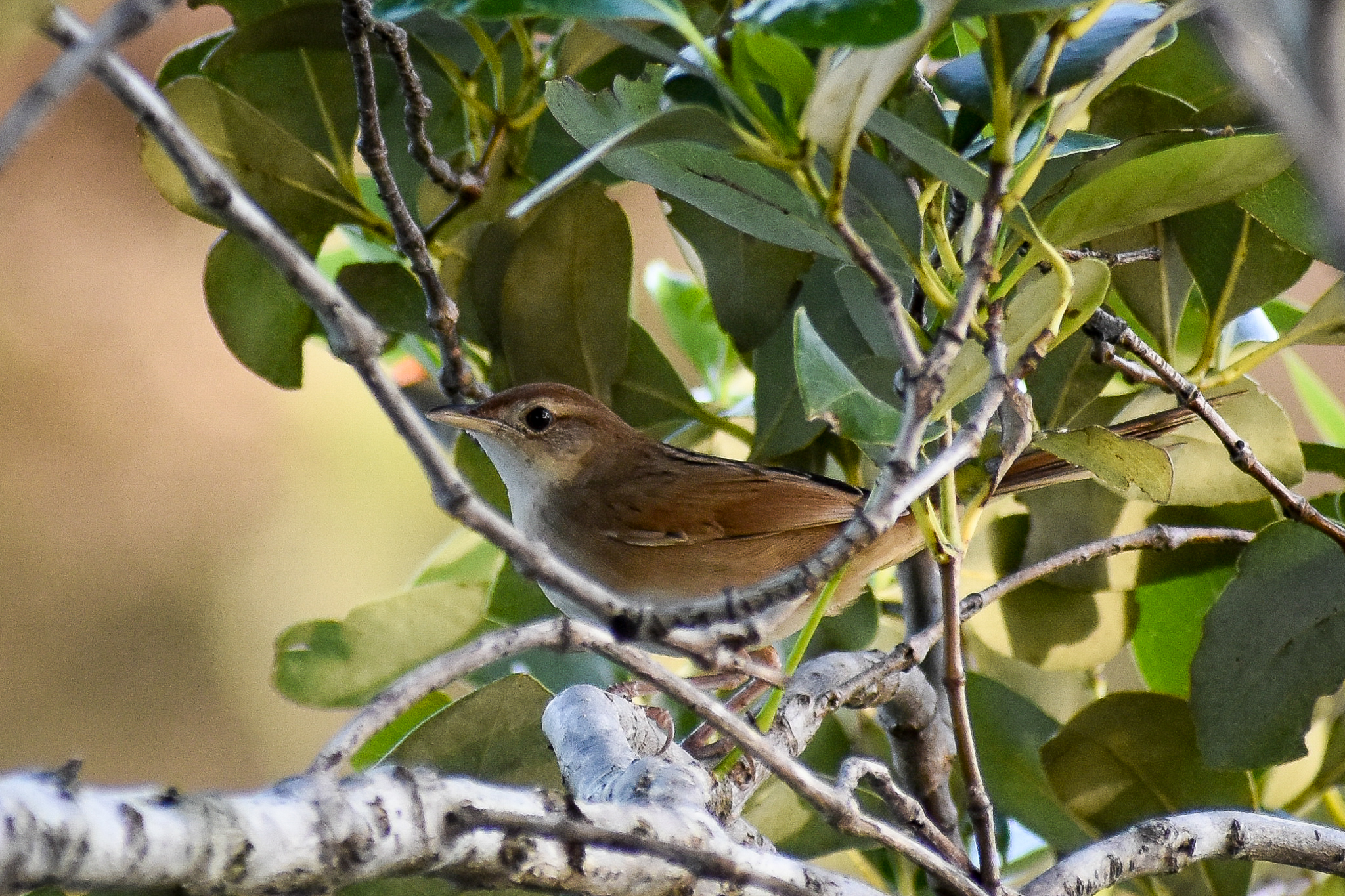Tawny Grassbird (Cincloramphus timoriensis)