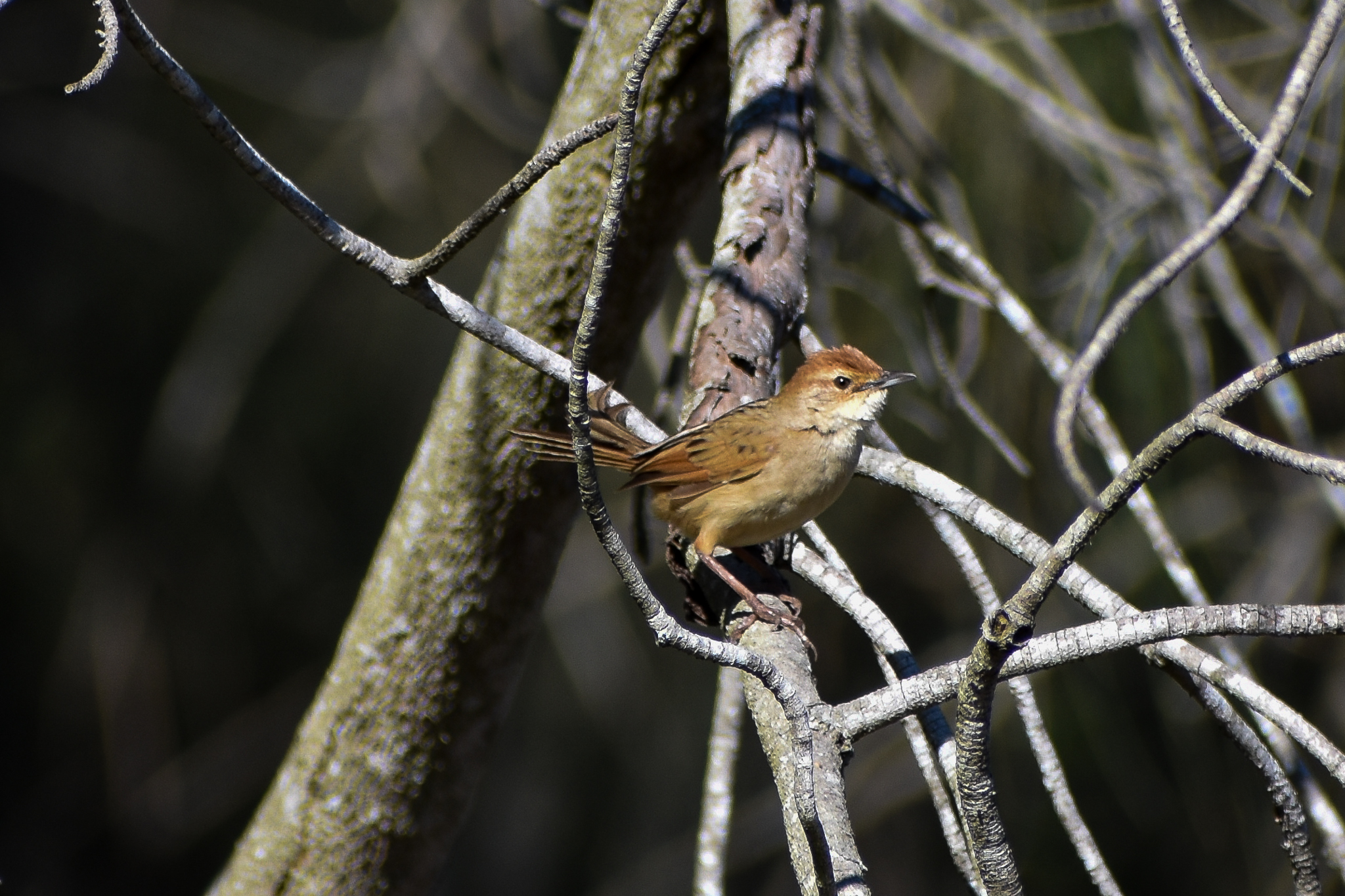 Tawny Grassbird (Cincloramphus timoriensis)