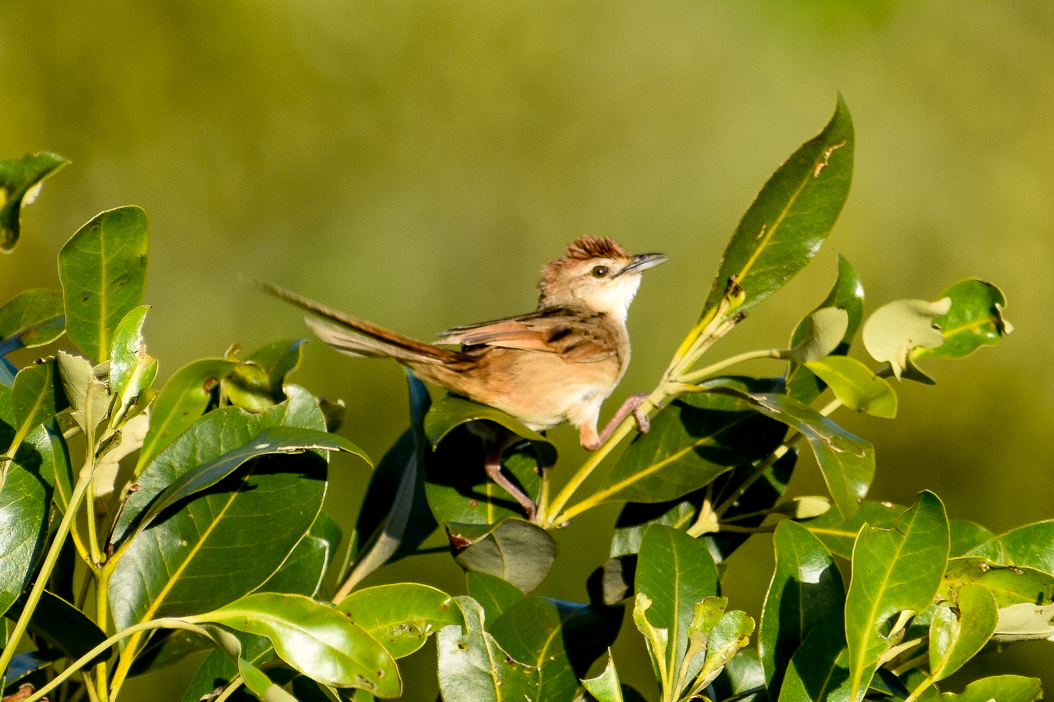 Tawny Grassbird (Cincloramphus timoriensis)