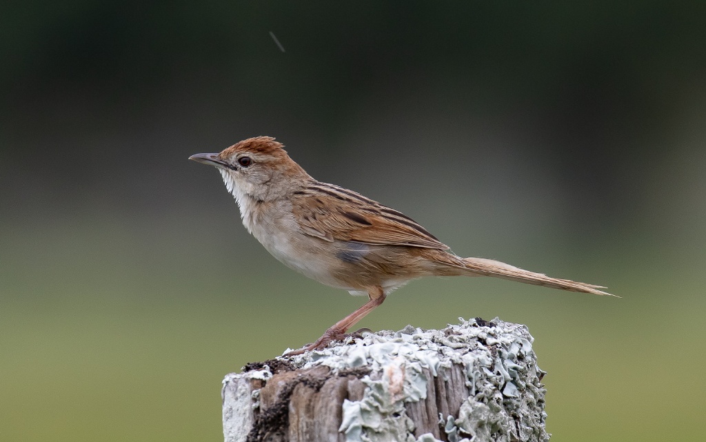 Tawny Grassbird