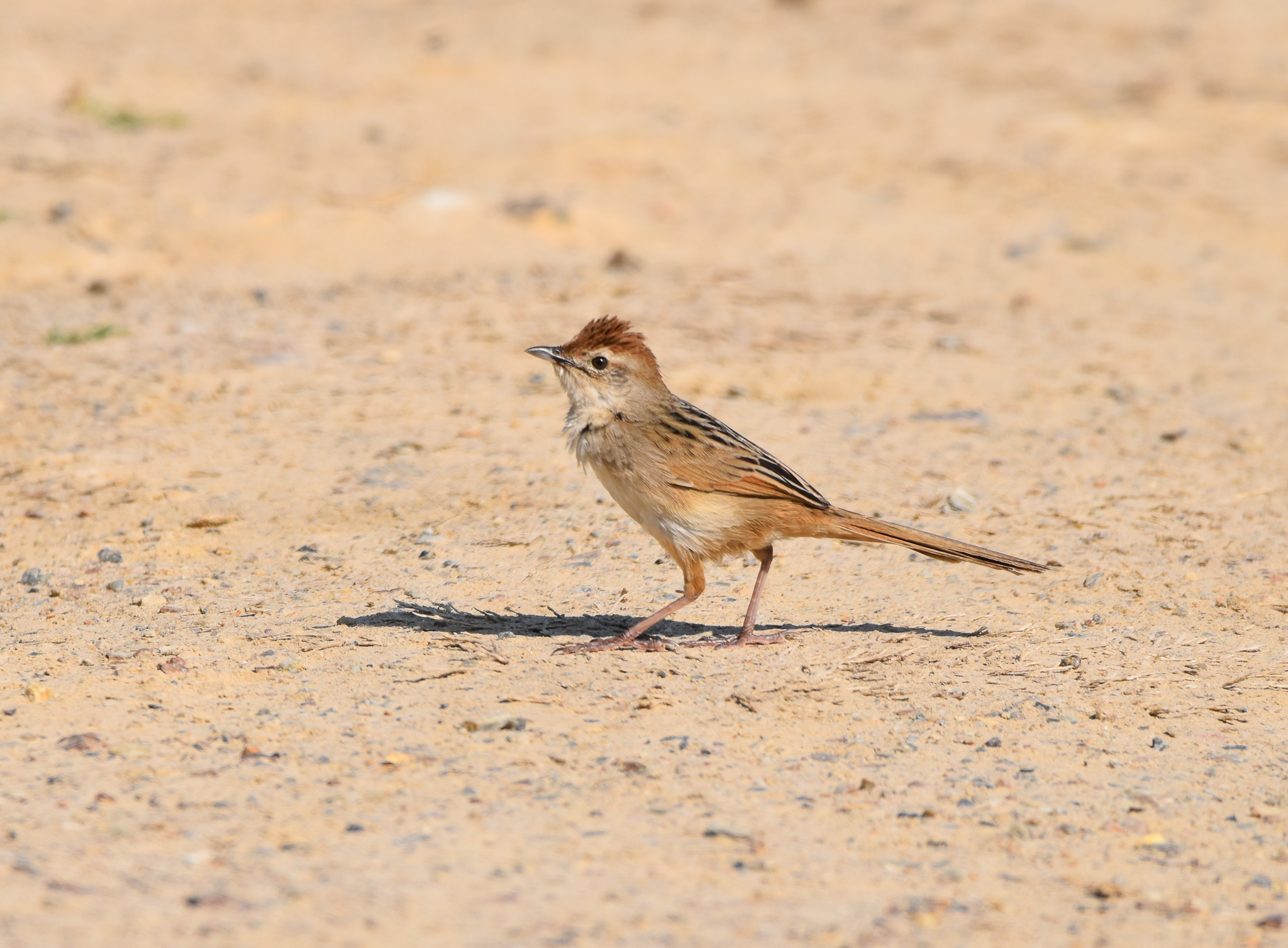 Tawny Grassbird