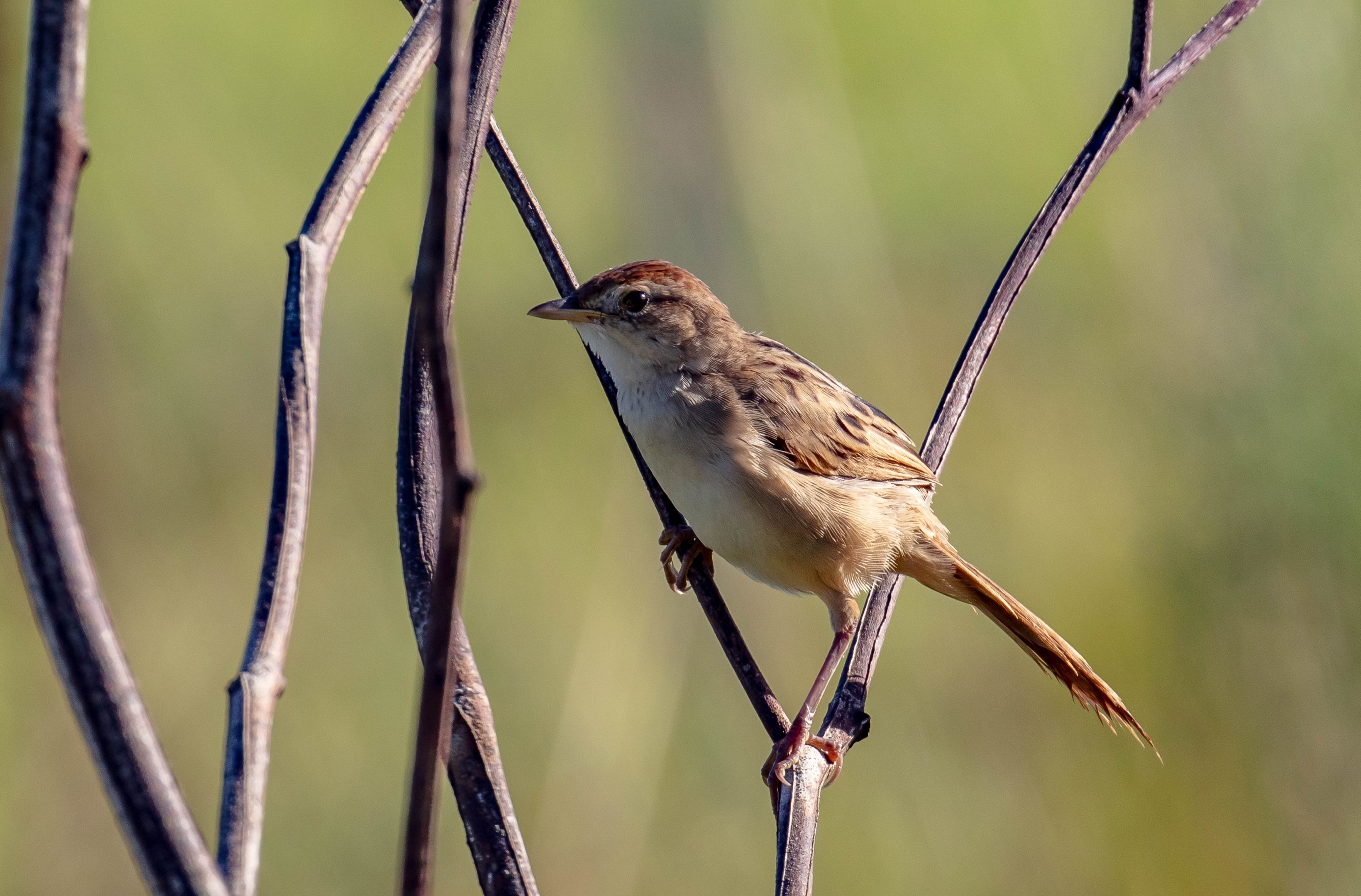 Tawny Grassbird