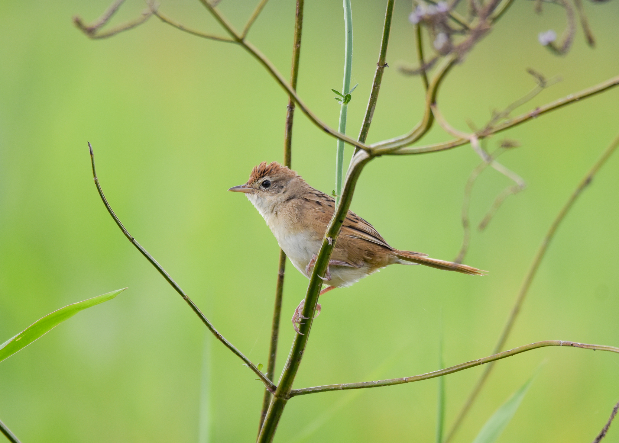 Tawny Grassbird