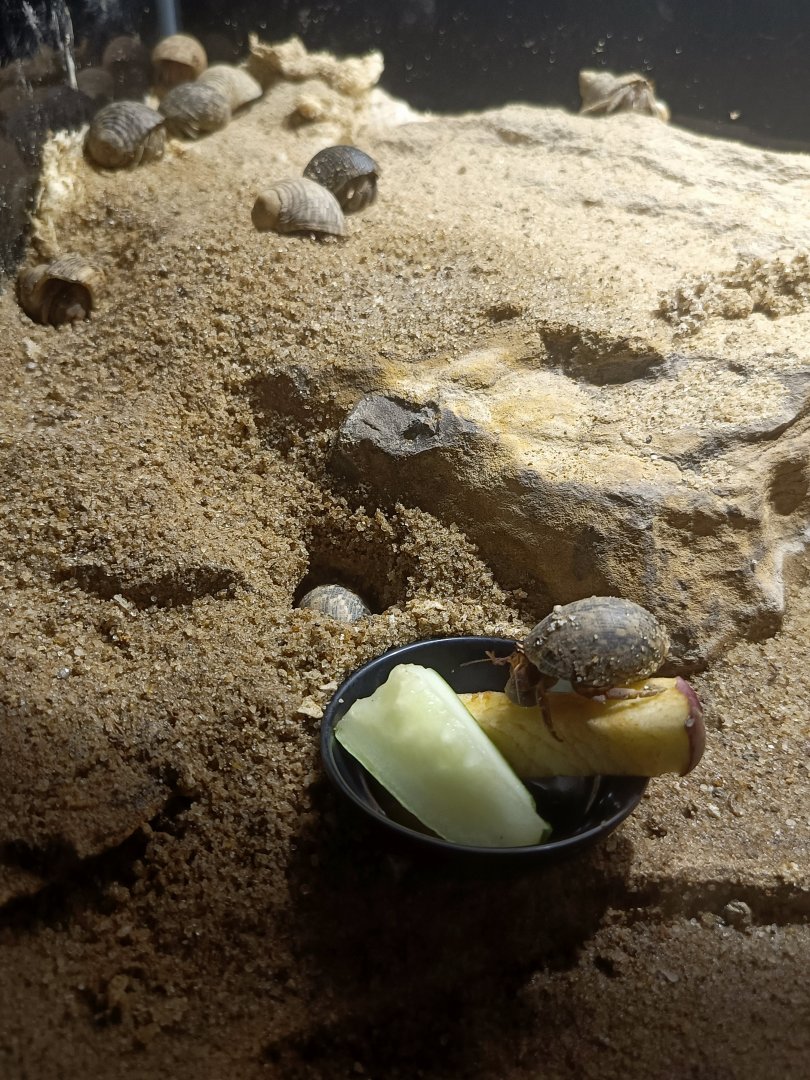 Tawny Hermit Crab (Coenobita rugosus)