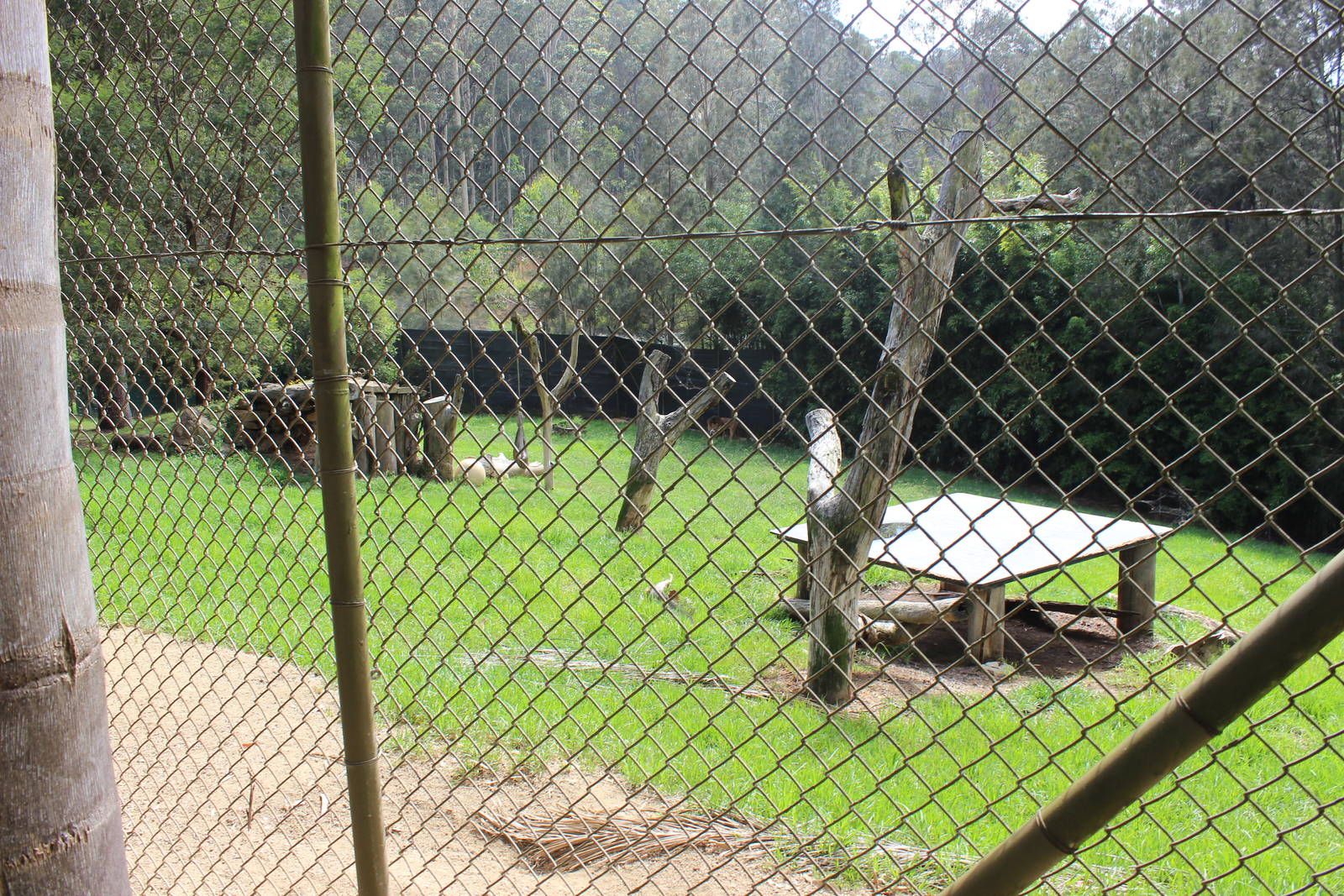 Tawny Lion enclosure