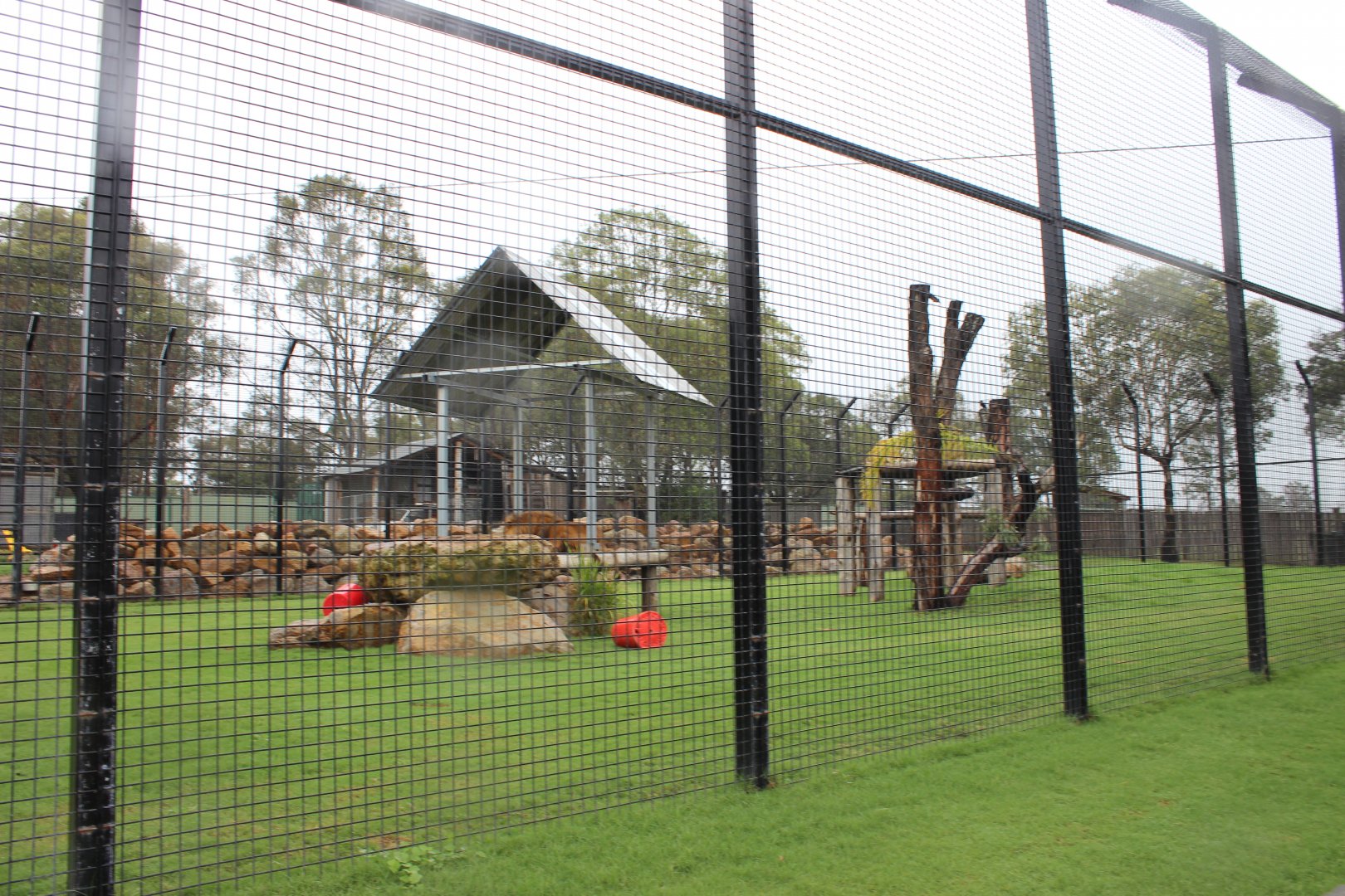 Tawny Lion enclosure