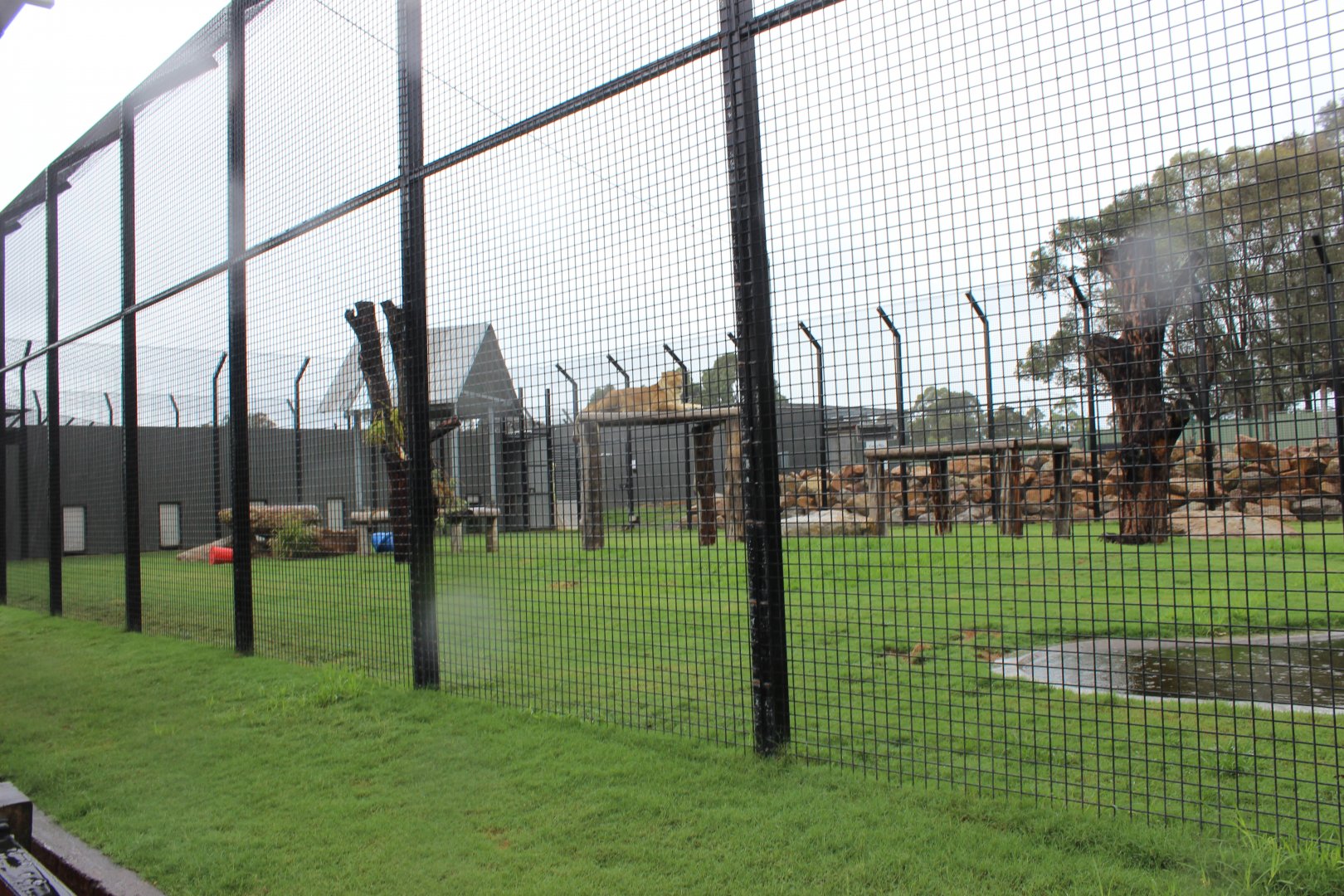 Tawny Lion enclosure