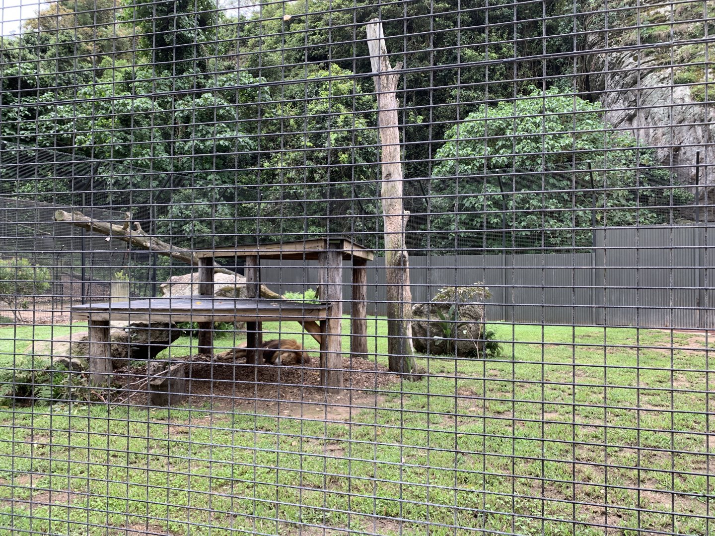 Tawny Lion Enclosure