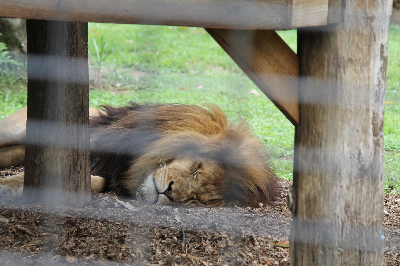 Tawny Lion