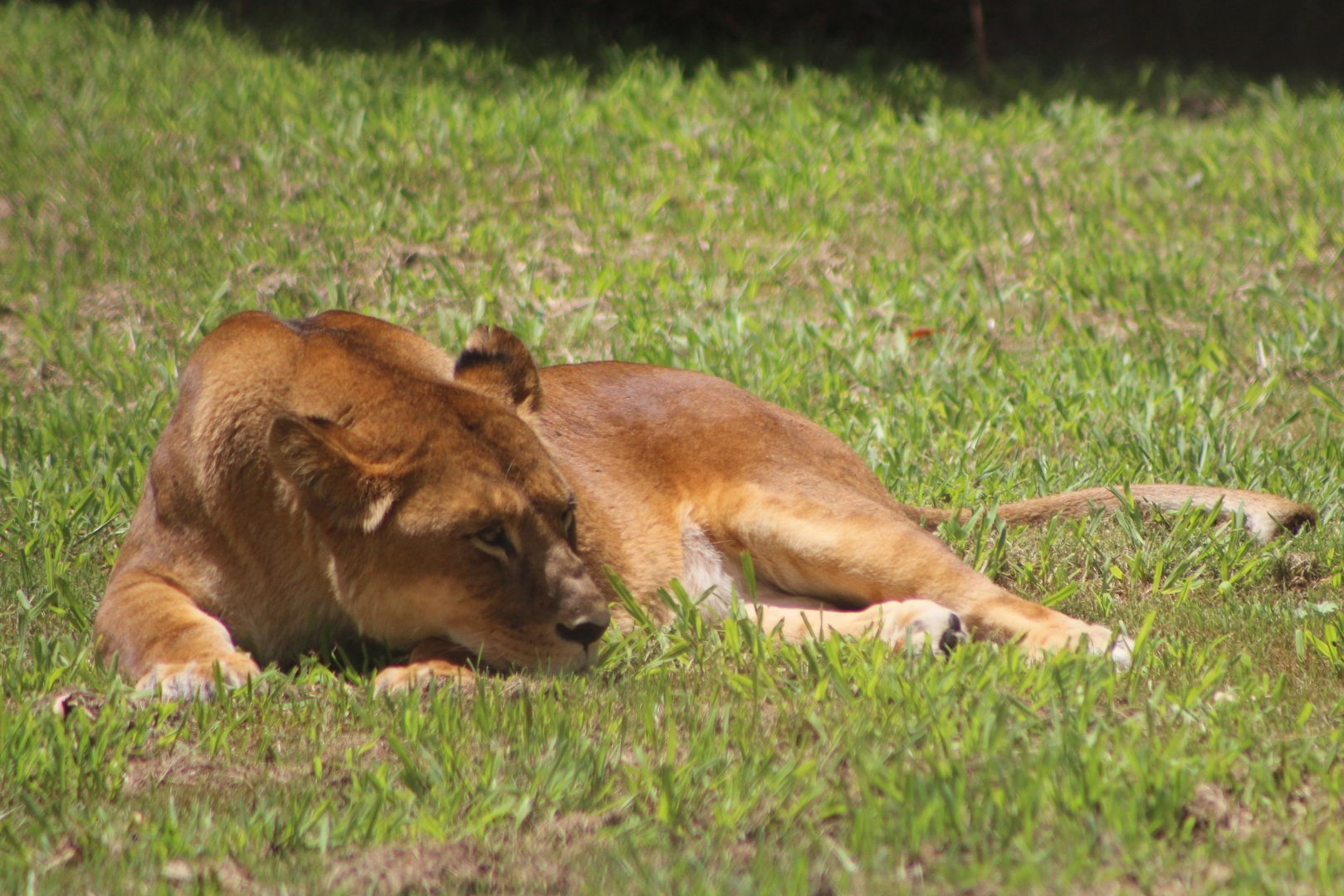 Tawny Lioness