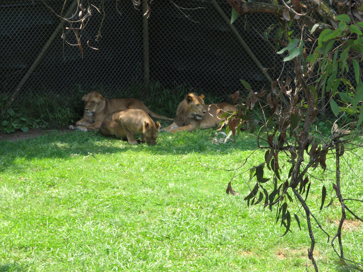 Tawny Lions (2007)