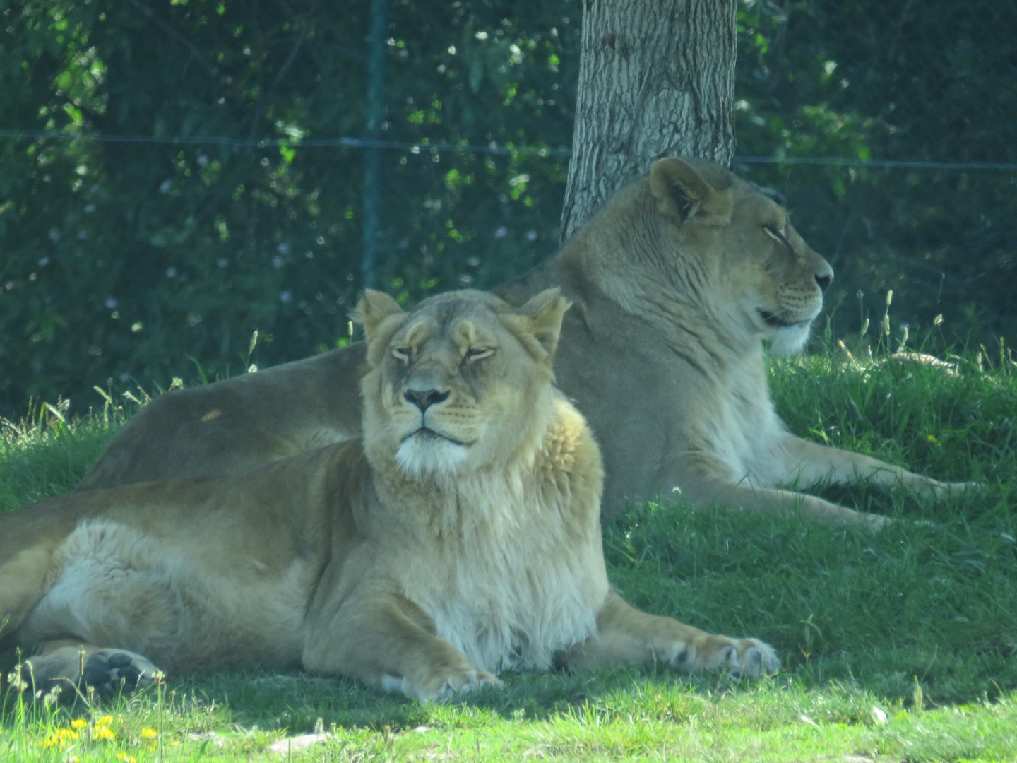 Tawny lions