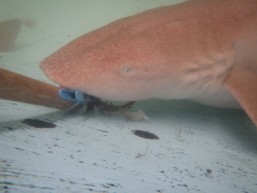 Tawny Nurse Shark having a feed
