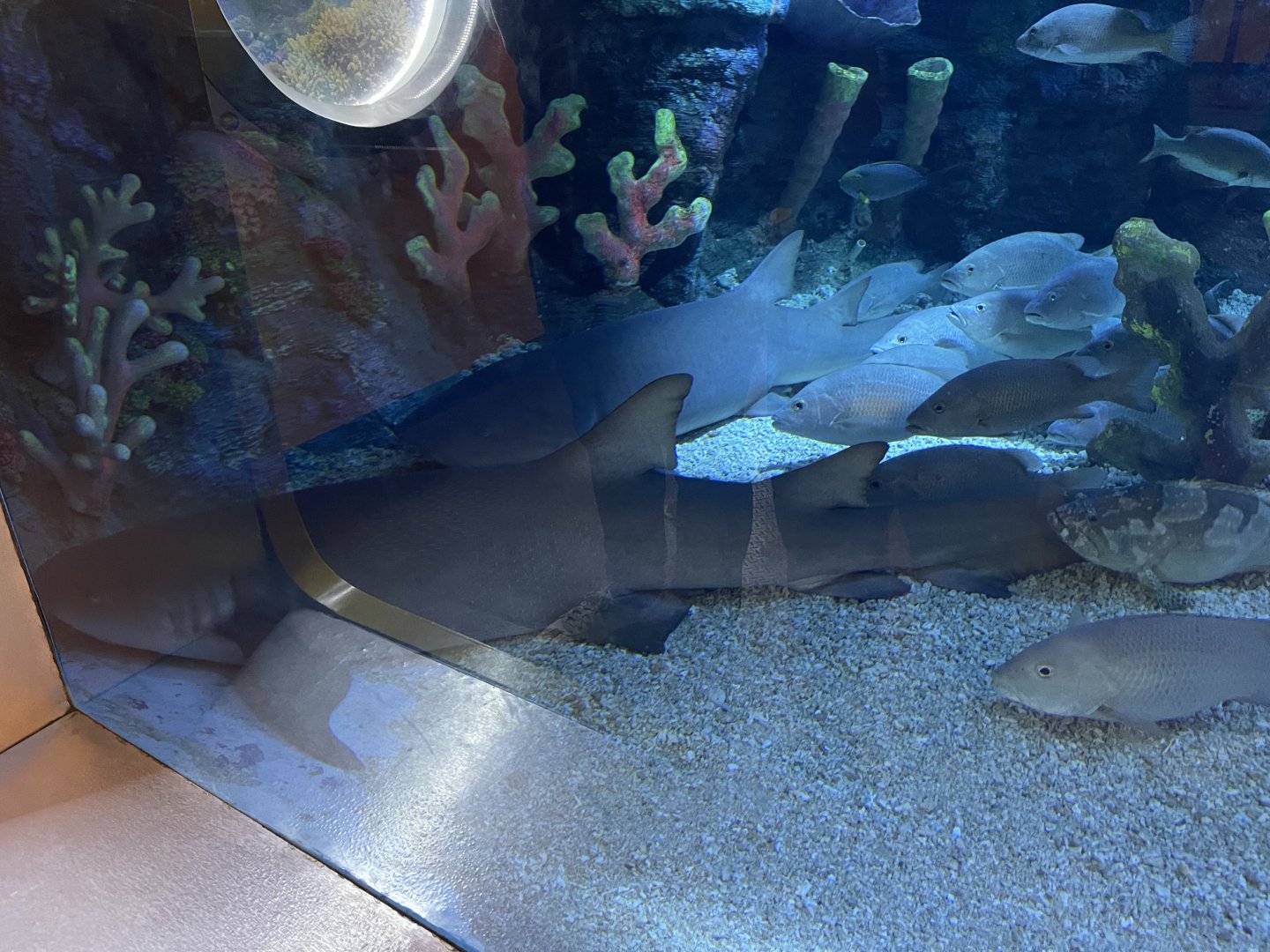 tawny nurse shark (nebrius ferrugineus) - BX Sea