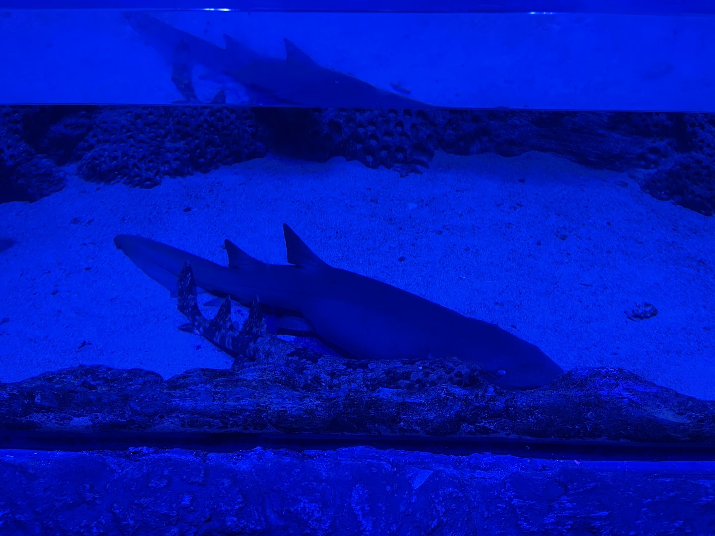 tawny nurse shark (nebrius ferrugineus) & indonesian wobbegong (orectolobus leptolineatus) - BX Sea