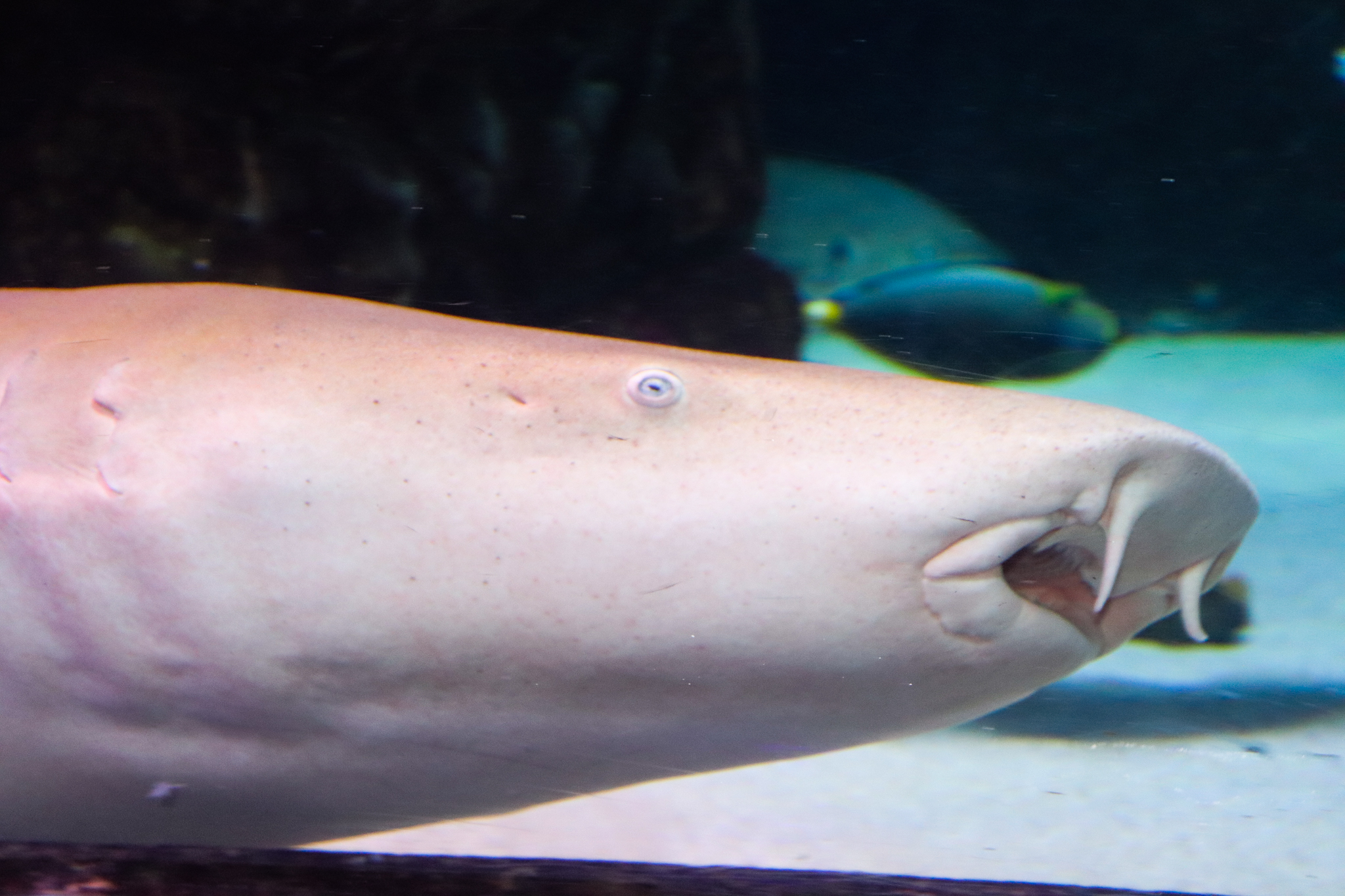 Tawny Nurse Shark (Nebrius ferrugineus)