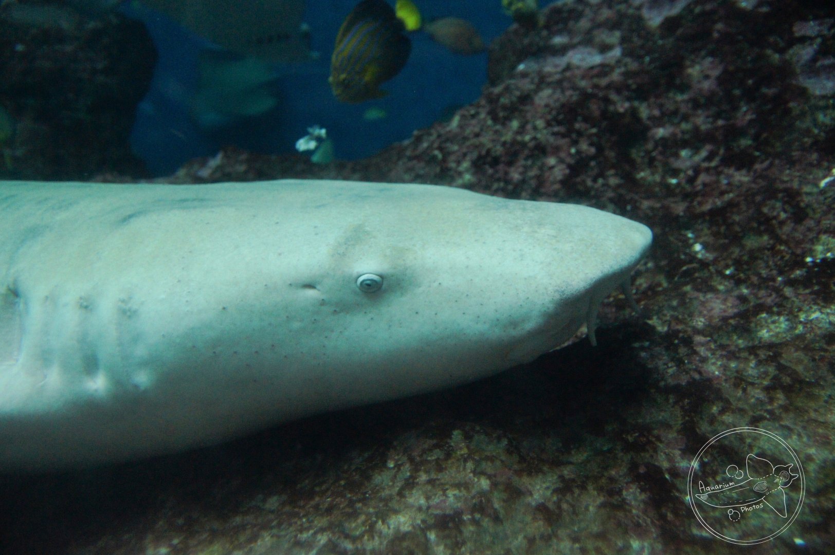 Tawny Nurse Shark (Nebrius ferrugineus)