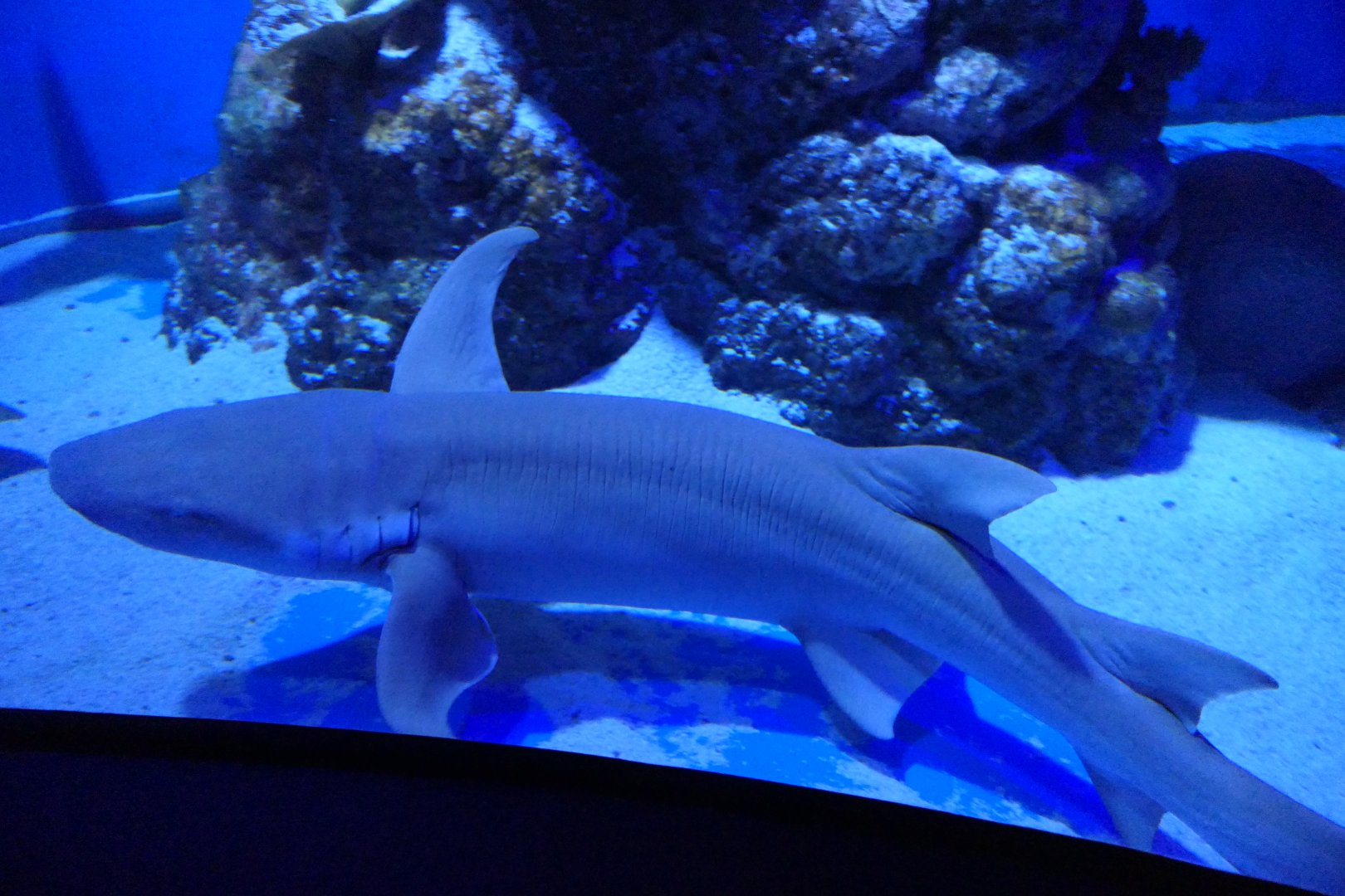 Tawny Nurse Shark (Nebrius ferrugineus)
