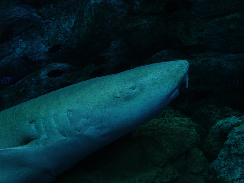 Tawny nurse shark (Nebrius ferrugineus)