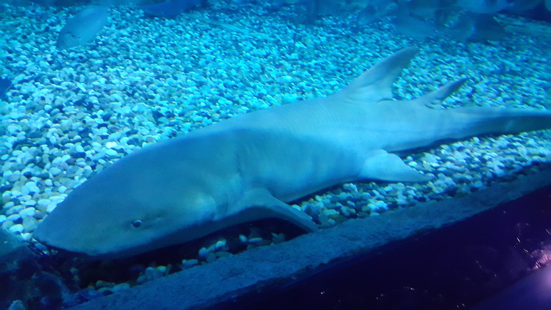Tawny Nurse Shark