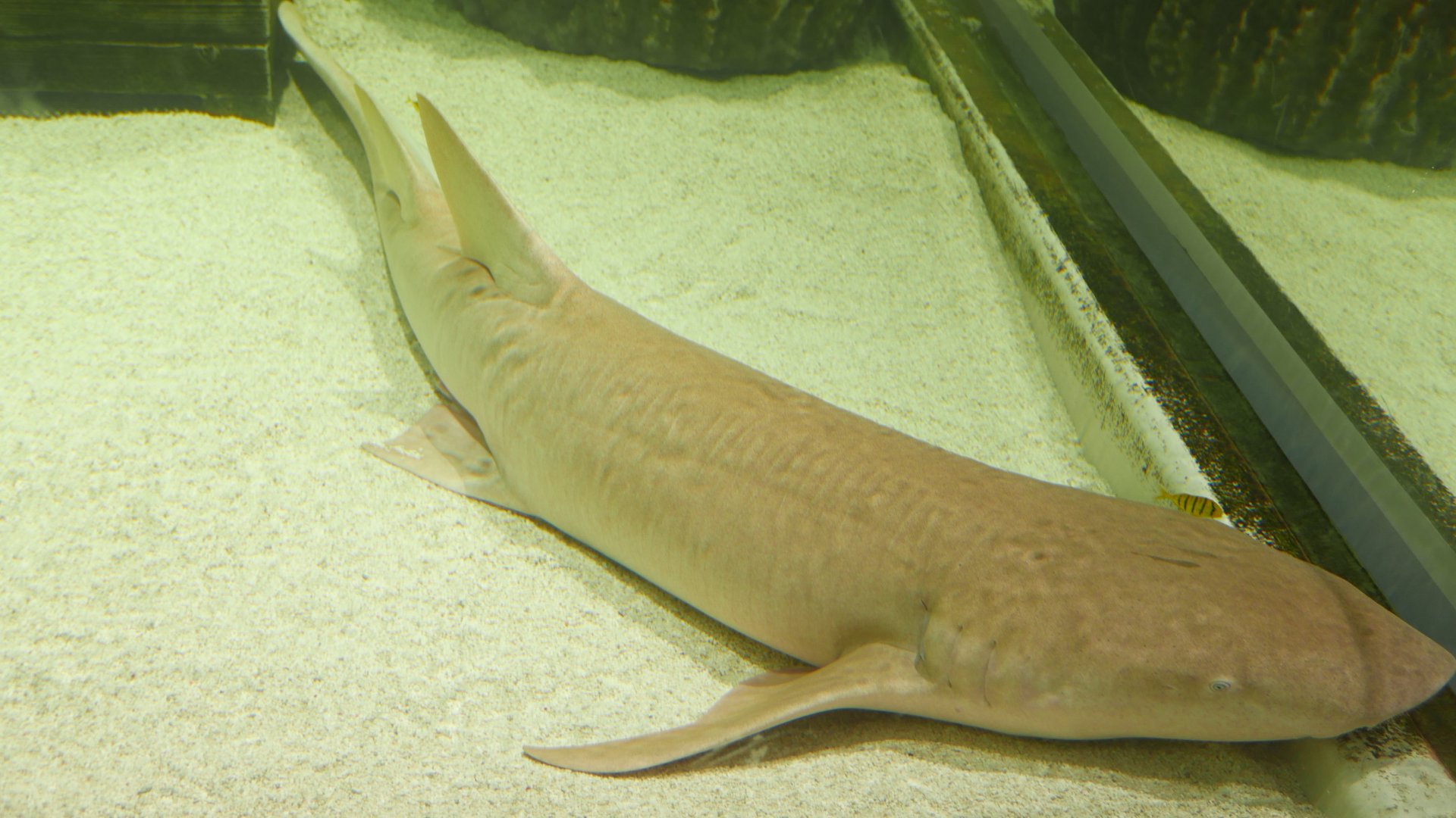 Tawny Nurse Shark