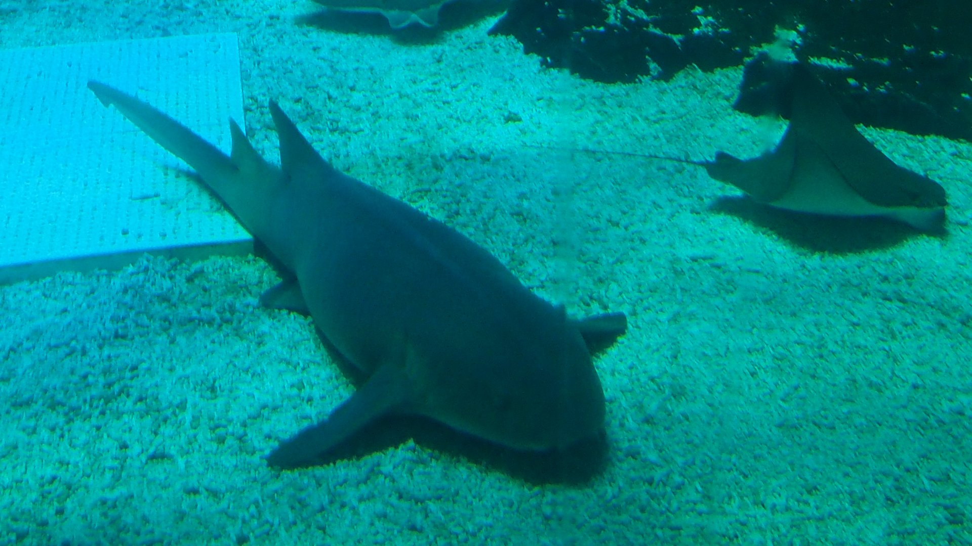Tawny Nurse Shark