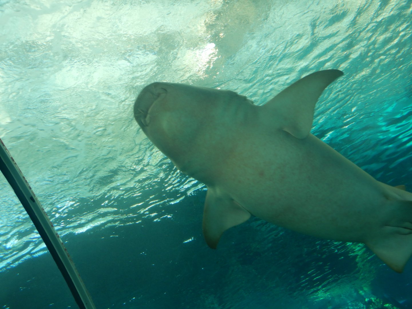 Tawny Nurse Shark