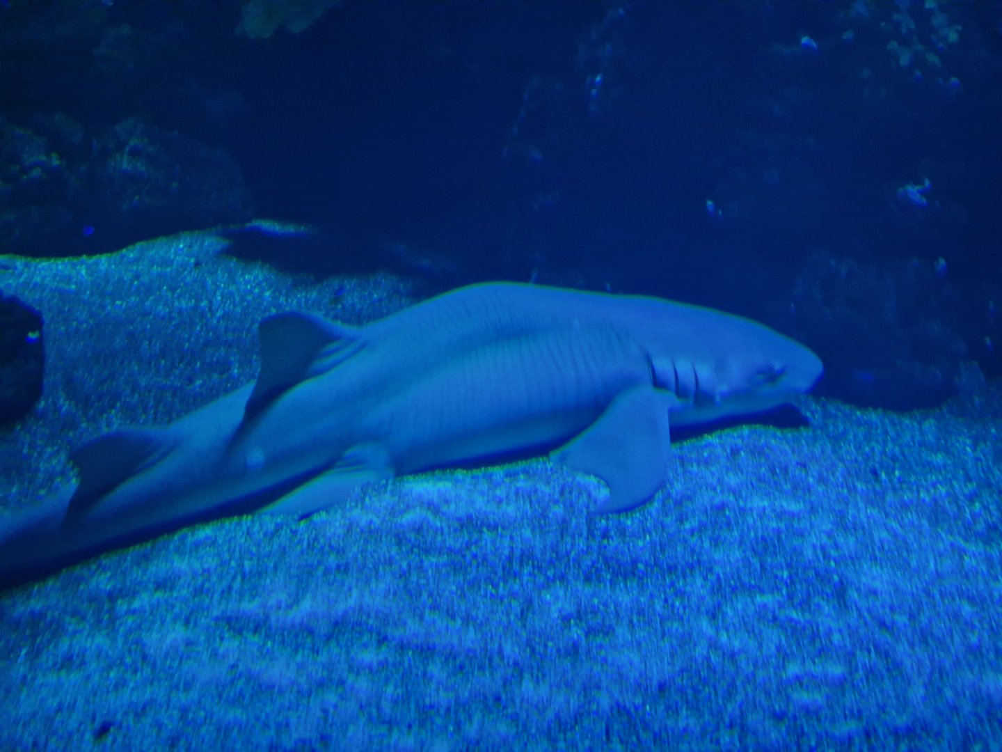 Tawny nurse shark