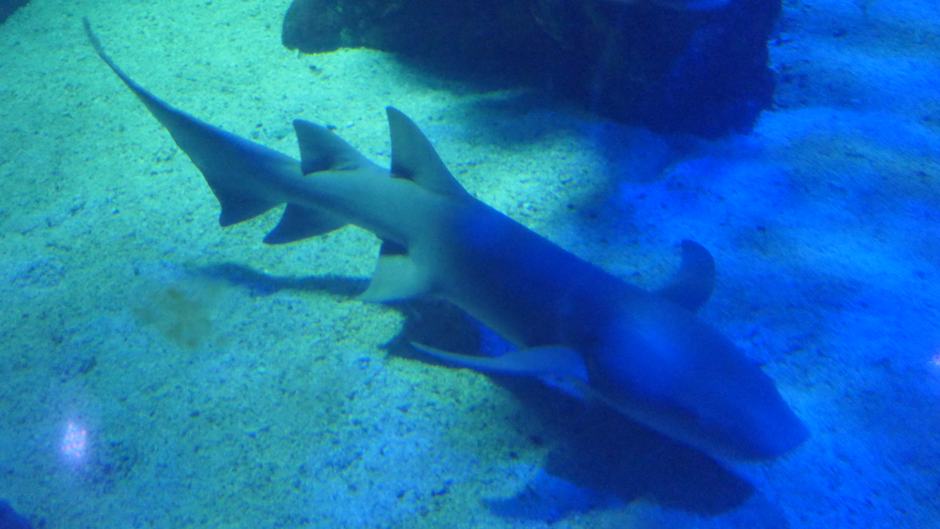Tawny Nurse Shark