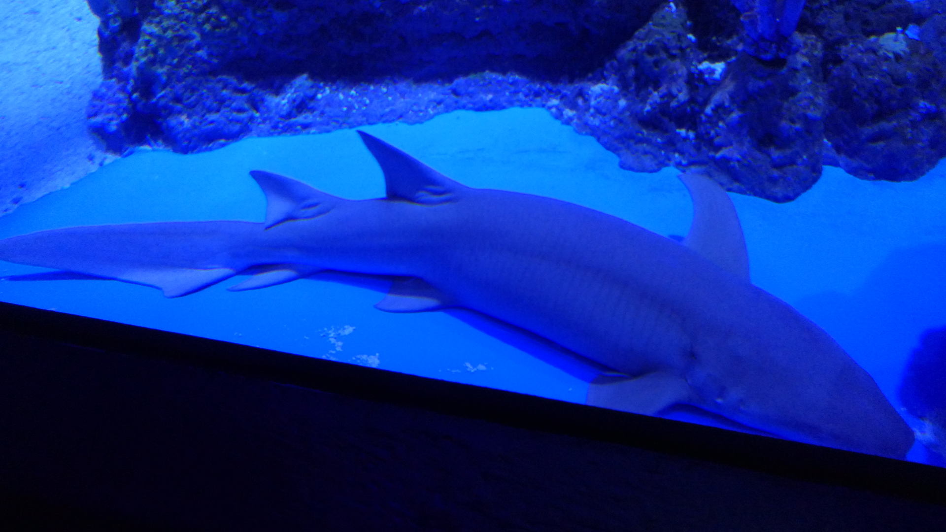 Tawny Nurse Shark