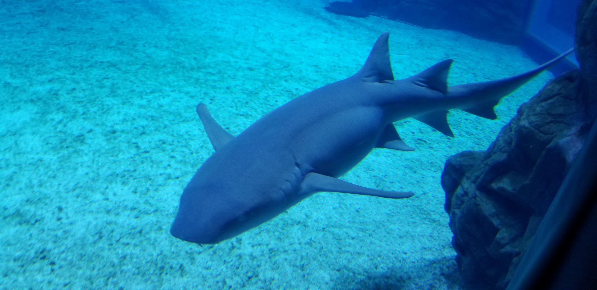 Tawny Nurse Shark